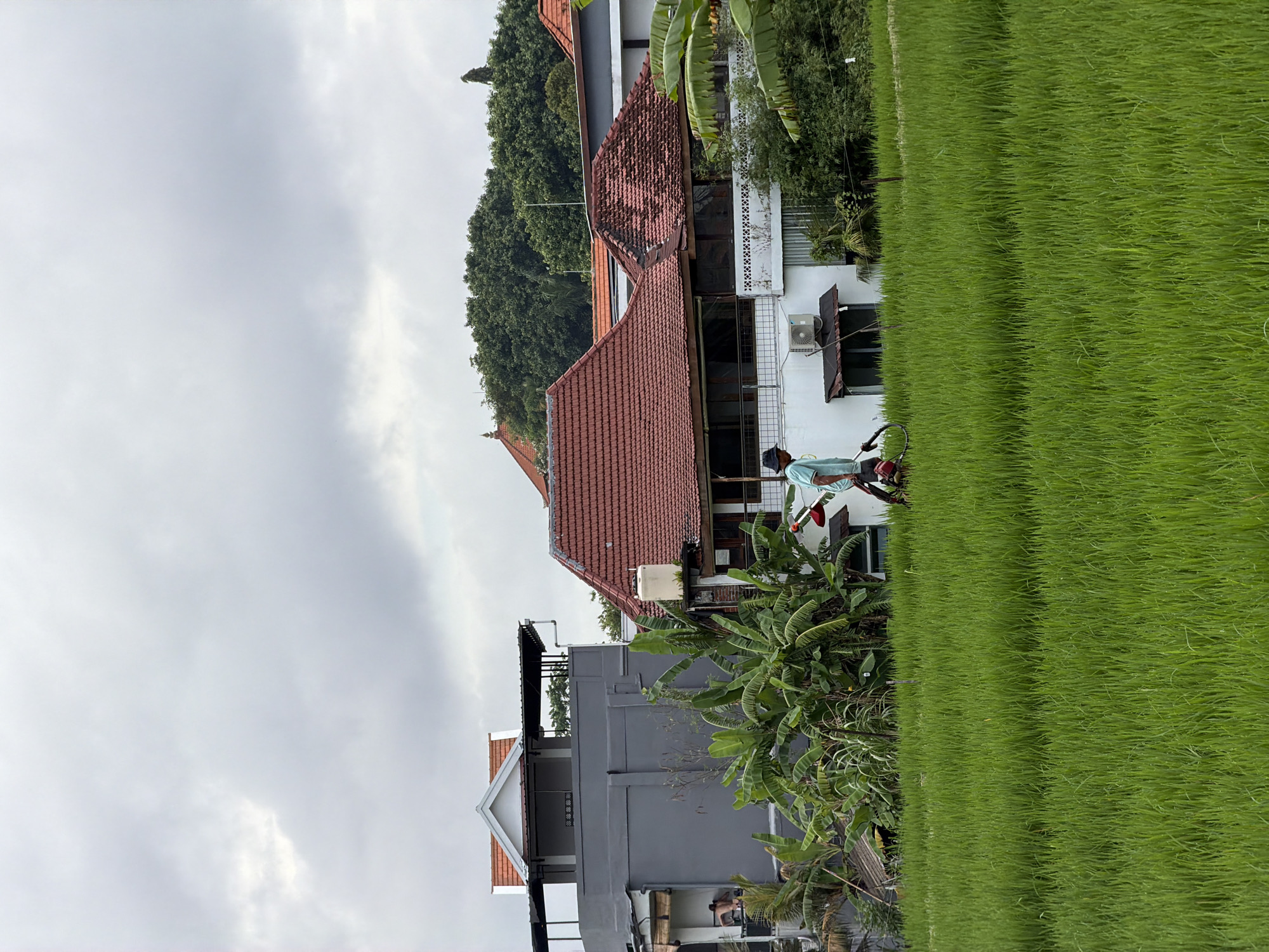 The image depicts a rural scene in North Kuta, Indonesia, with a lush green rice paddy in the foreground. A man stands near a white building with a red-tiled roof, holding an unidentified object. Further back, there is another building with a gray facade and a red-tiled roof. The sky is overcast, and vegetation surrounds the structures.