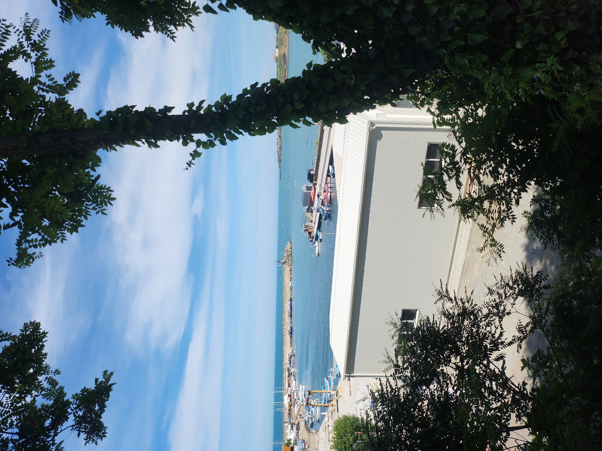 The image depicts a harbor scene in Tsarevo, Bulgaria, under a bright, partly cloudy sky, suggesting it is daytime with fair weather. In the foreground, lush green foliage frames the view, with a thick vine entwined around a tree trunk on the left, and other trees with dark green leaves partially obscuring the right side of the frame.
The main subject is a harbor filled with numerous boats of various sizes, including small fishing vessels and what appear to be leisure boats. The water is a vibrant blue, reflecting the clear sky. A long, rocky breakwater extends into the sea, topped with a lighthouse-like structure at its end, guiding ships into the harbor. On the right side of the image, a modern, grey, multi-story building with a white, corrugated metal roof dominates the mid-ground. This building has several windows visible.
In the distance, the coastline of Tsarevo is visible, with a few buildings scattered along the shore, hinting at the town's presence. The overall atmosphere is peaceful and serene, suggesting a typical day at a coastal town. No people are distinctly visible, but the presence of boats and the building implies human activity and a functional harbor. There is no visible text in the image.