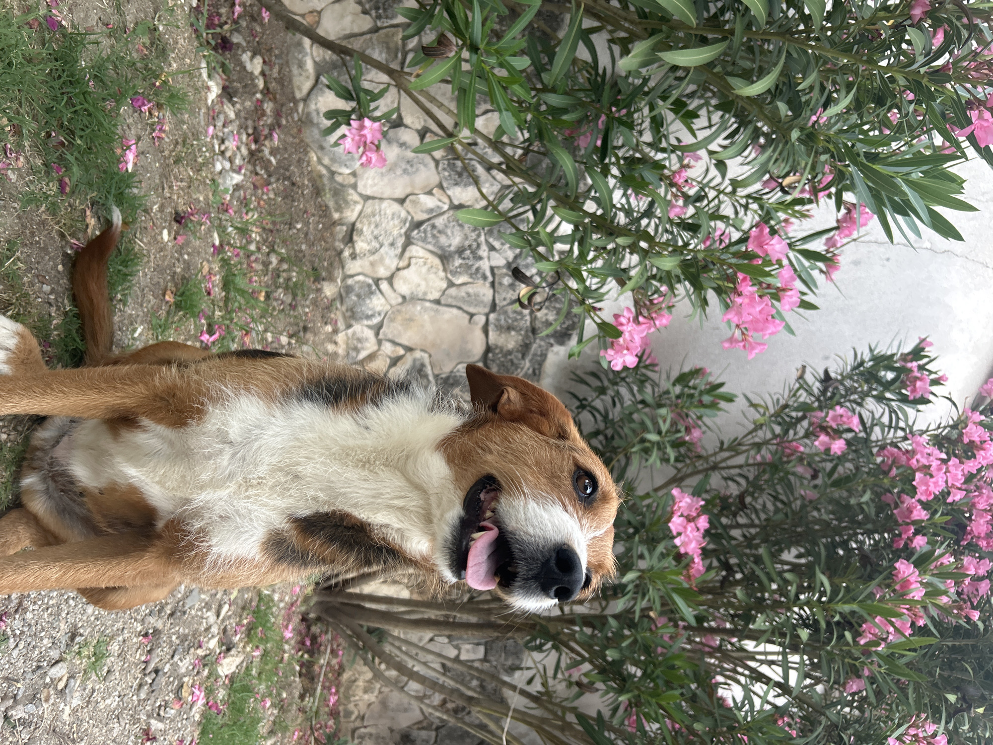 A medium-sized dog with brown and white fur sits in front of pink oleander bushes and a stone wall. The dog is looking upwards with its mouth open and tongue out. Pink petals are scattered on the ground around the dog and bushes. The scene appears to be an outdoor area, possibly a garden or yard, in Polenitsa, Bulgaria.