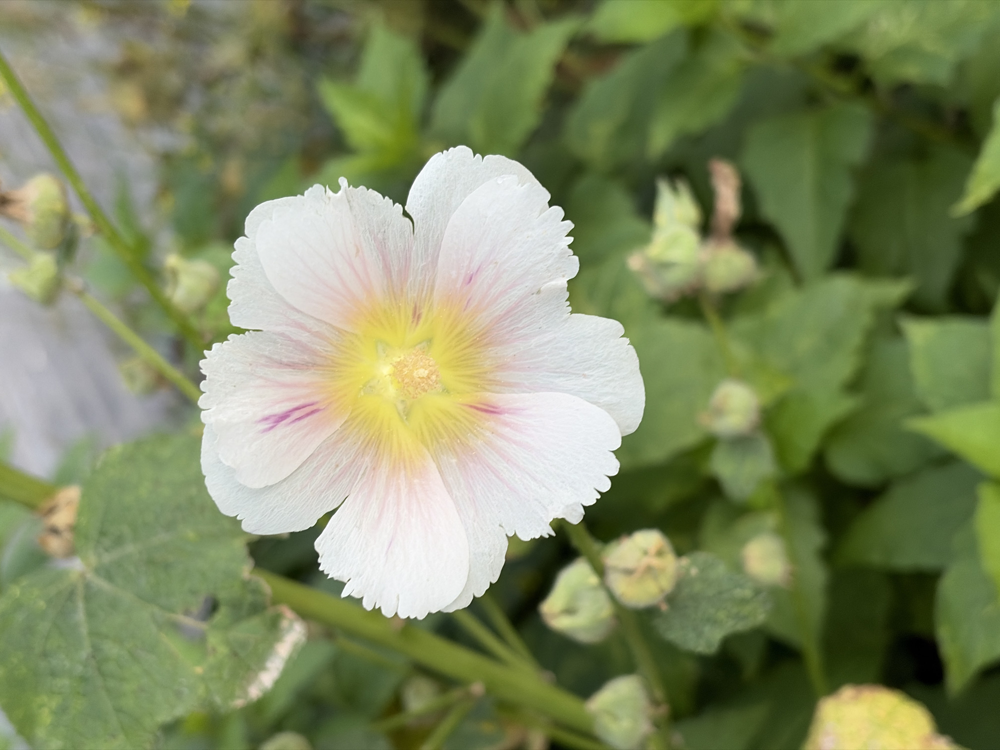 This is a close-up, vertical, medium shot of a single white flower with delicate, ruffled petals. The center of the flower is a vibrant yellow, radiating outwards with thin streaks of pink. The flower is in focus, while the background is blurred, consisting of green foliage and several undeveloped seed pods. The lighting appears to be natural daylight, casting soft shadows. The image does not depict any people, actions, or interactions. It is a still life photograph of a plant in its natural environment. The location in the city of Khimki, Russia is not visually represented in the image.
