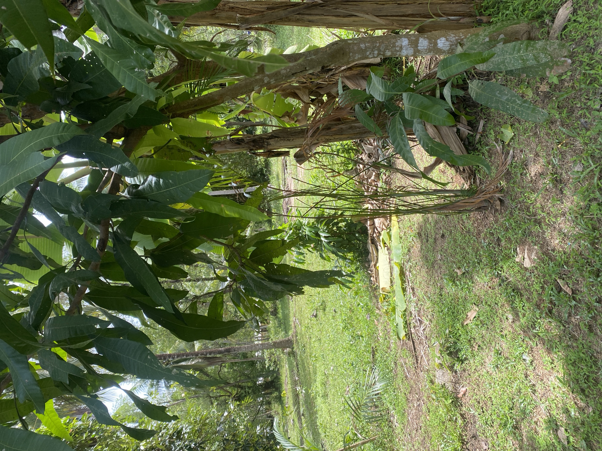 The image depicts a rural scene in Baan Nai Suan, Thailand. It features lush green foliage, including mango trees with dense leaves. Several trees with greyish brown trunks are visible, possibly banana trees based on the broad leaves emerging from them. Ground vegetation consists of green grass and scattered debris like fallen leaves. A dirt path or clearing runs through the greenery.