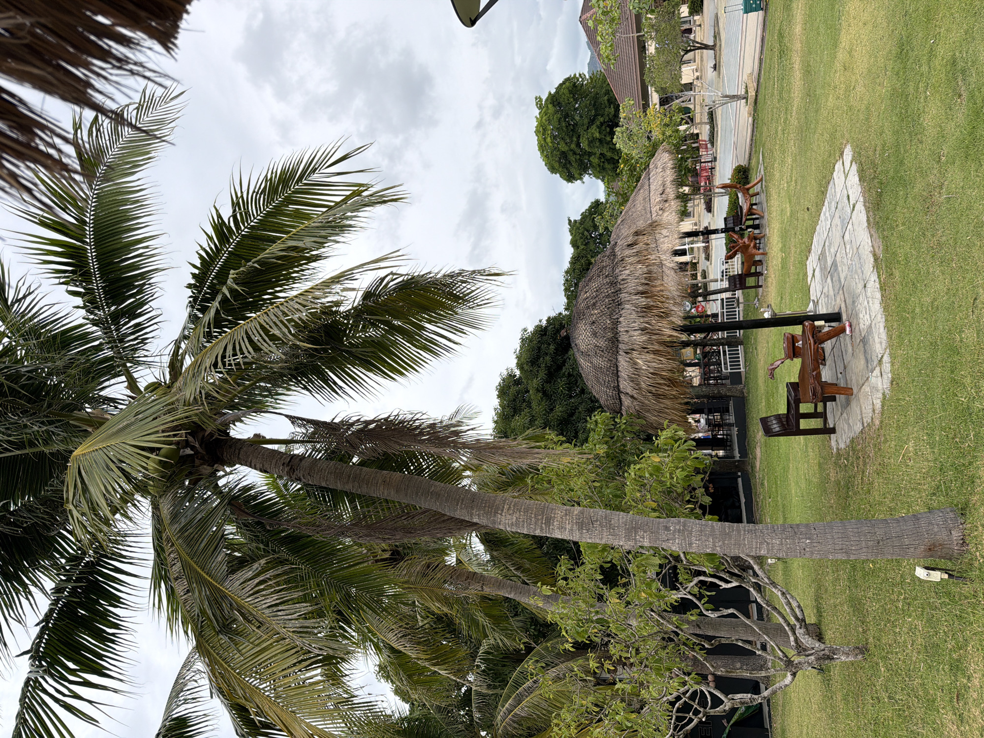 The image depicts an outdoor seating area in Ko Samui District, Thailand, under a cloudy sky. A prominent coconut palm tree with green fronds dominates the left side of the frame. In the mid-ground, a thatched-roof umbrella provides shade over a stone-tiled area with wooden seating. A small wooden table with a reddish-brown top is situated in front of the seating. To the left of the umbrella, a bare-branched tree with green leaves is visible. The ground is covered in lush green grass. In the background, there are buildings with tiled roofs, more trees, and paved walkways. The overall scene suggests a resort or public park setting.
