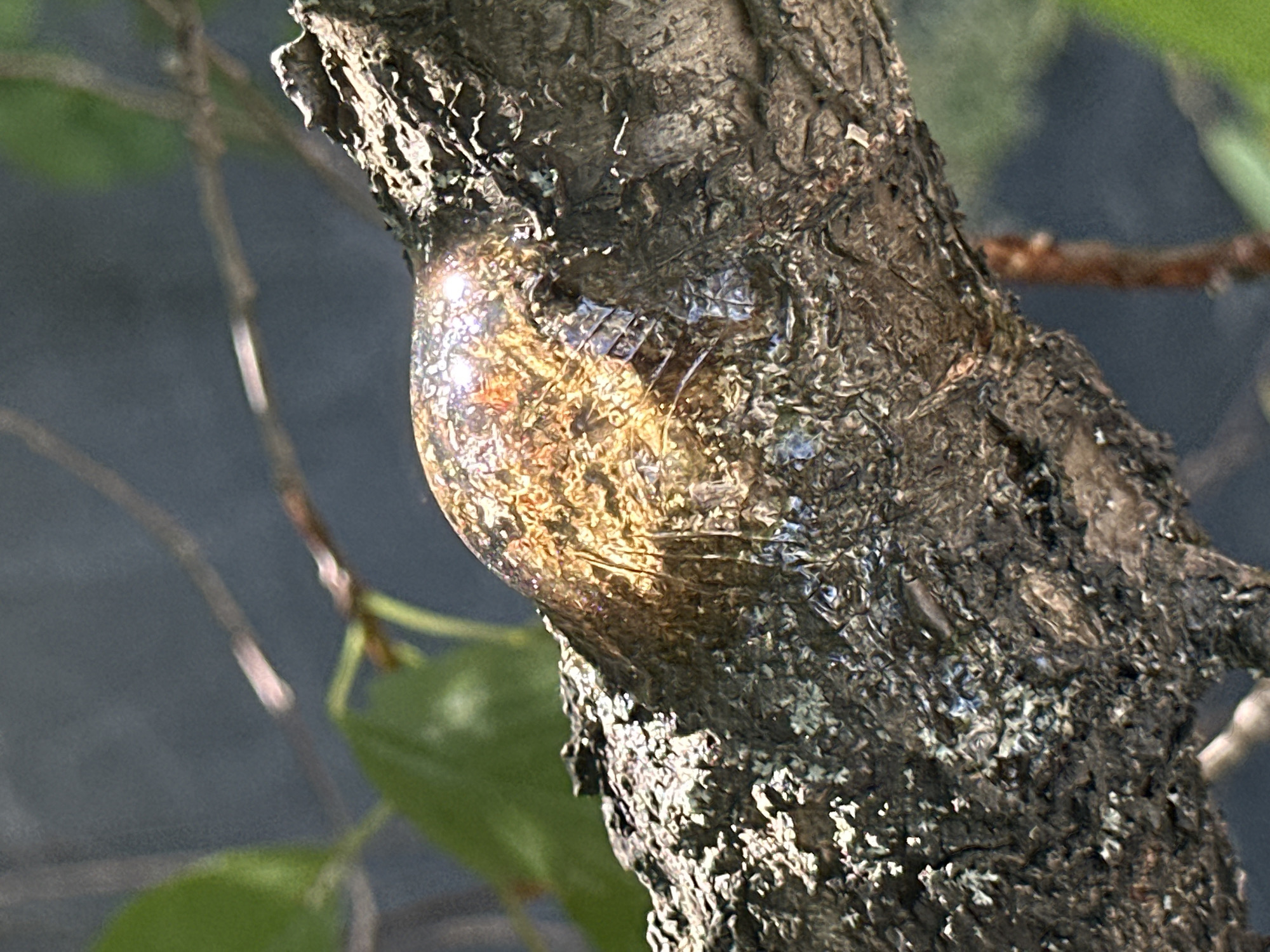 The image is a close-up, eye-level shot of tree sap on a branch. The sap is a translucent, amber-colored blob with some iridescence and light reflections. It appears to be oozing from a crack in the rough, brown bark of the tree. The branch is positioned horizontally across the frame, with some green foliage visible in the blurred background. The lighting suggests it is daytime. The location of Zhovte, Ukraine, is not discernible from the image itself.
