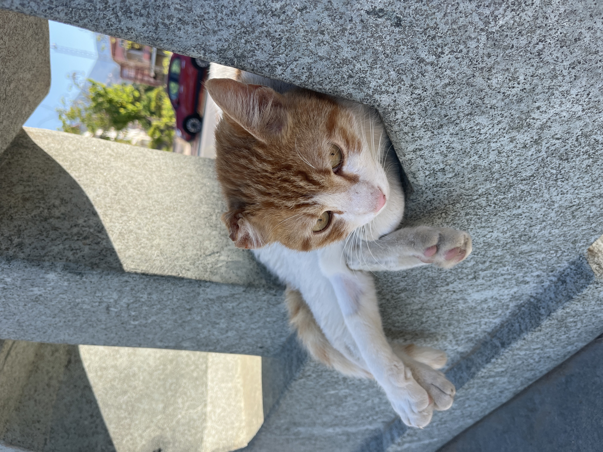 A domestic cat, predominantly orange and white with tabby markings, is captured in a close-up, high-angle shot, appearing to lie within or peek out from a grey, coarse-textured concrete or stone structure. The cat is positioned on its side, its head tilted upwards and slightly to the left, with alert, yellow-green eyes and prominent white whiskers. Its fur is a mix of striped orange on its head and parts of its body, and solid white on its face, chest, and paws.
The cat's front paws are visible, one crossed over the other, displaying soft pink paw pads. A small, lighter pinkish area is visible on its left forearm. Through an irregular opening in the concrete, a sunlit outdoor urban scene is visible in the background. This background includes a bright blue sky, the green canopy of trees, and parts of buildings, with a distinct red car visible, suggesting a street or road.
Strong, defined shadows are cast across the concrete surfaces, indicating bright daylight, likely midday or early afternoon, with clear weather. The concrete structure itself has a speckled, textured appearance. The cat appears calm and observant. No text is visible in the image. The setting suggests an outdoor environment in Alanya, Turkey.