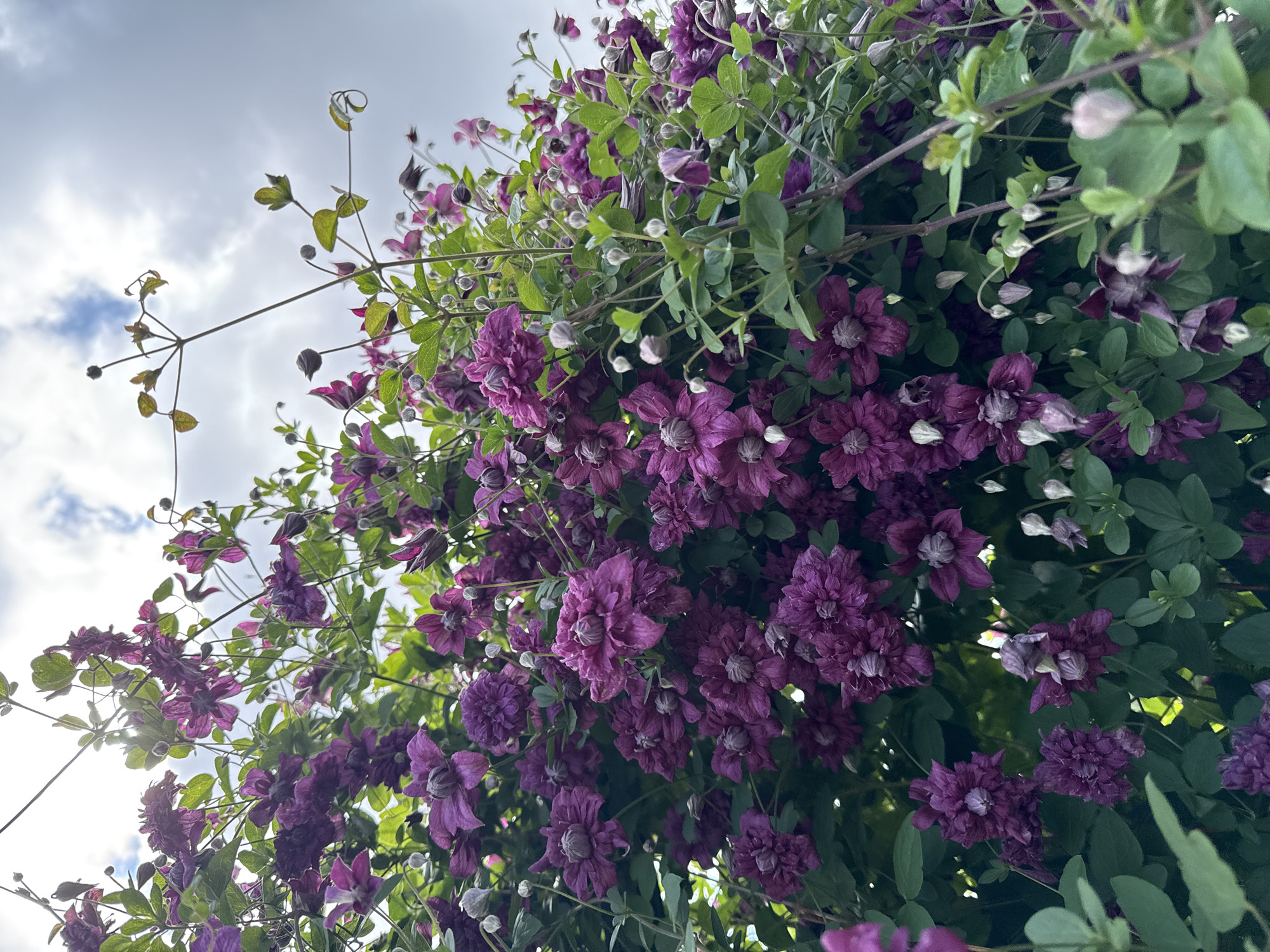 A low-angle medium shot captures a dense cluster of vibrant purple clematis flowers against a cloudy sky. The clematis vine is overflowing with blooms, some fully open and others in various stages of bud. The flowers exhibit a layered petal structure and have a small, fuzzy center. Green leaves and thin, winding stems are interspersed throughout the floral display. The sky above is overcast with patches of bright white clouds and a hazy, luminous glow suggesting sunlight filtering through. The scene is likely outdoors, potentially in a garden or park setting, and does not show any people or specific landmarks of Baryshevo, Russia.