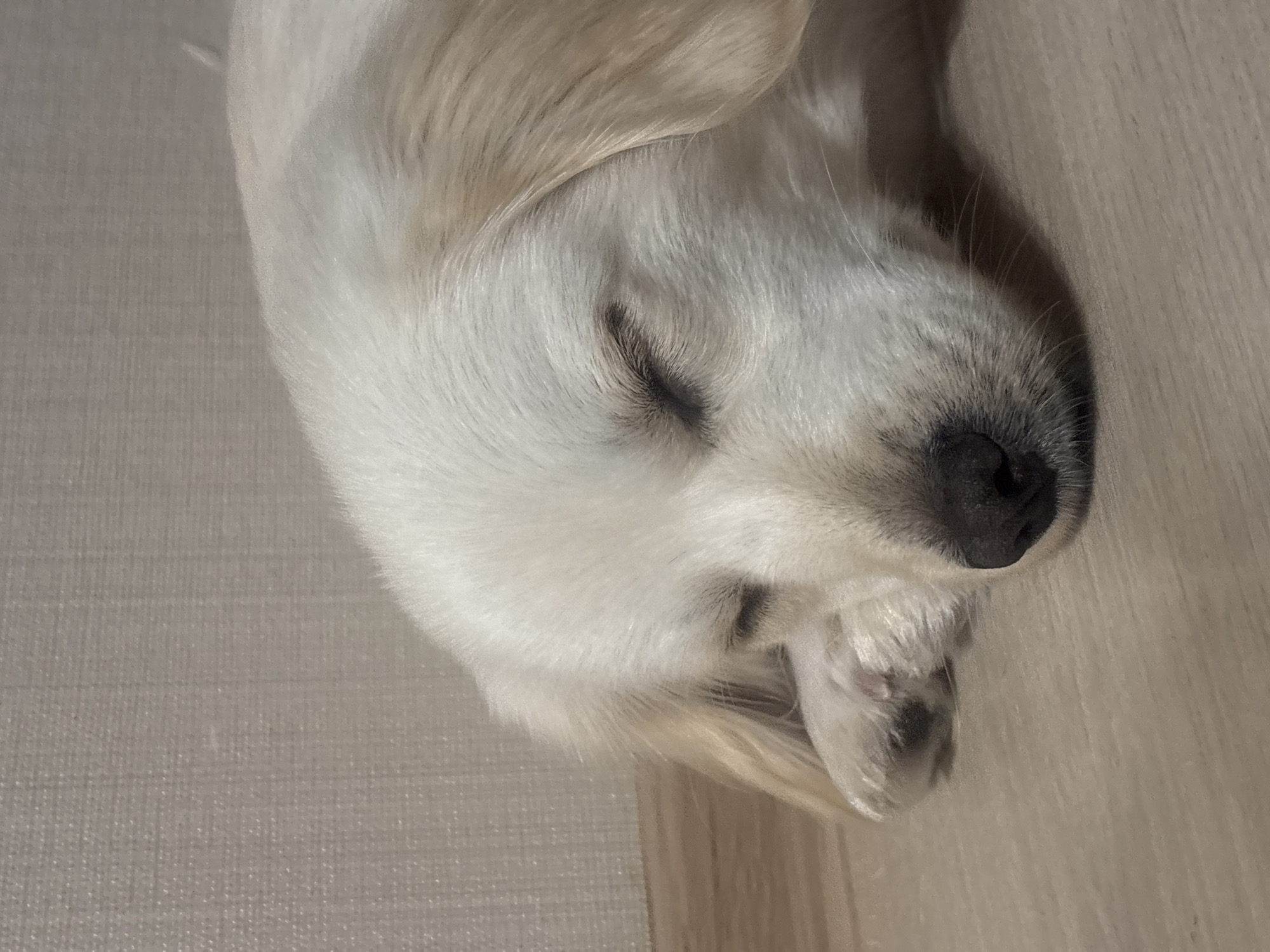 An adult, white-furred dog is sleeping on its side on a wooden floor. The dog's head is resting on its paw, and its eyes are closed. The background consists of a textured, light-colored wall. The image is a close-up shot, focusing on the dog's face and upper body. There is no indication of the specific location in Yanino-1, Russia.