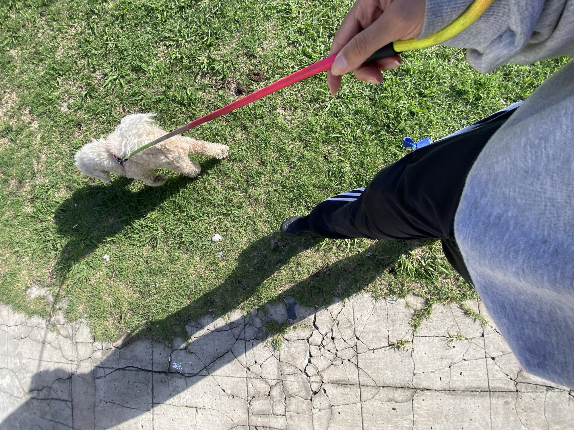 A first-person perspective shows a person walking a small, cream-colored dog on a leash. The dog is on a grassy area to the left, and a concrete sidewalk is visible below. The person is wearing black pants with white stripes and a gray hooded sweatshirt. The leash is red near the dog and transitions to yellow where the person holds it. The location appears to be Llavallol, Argentina. The environment suggests a residential or park area.