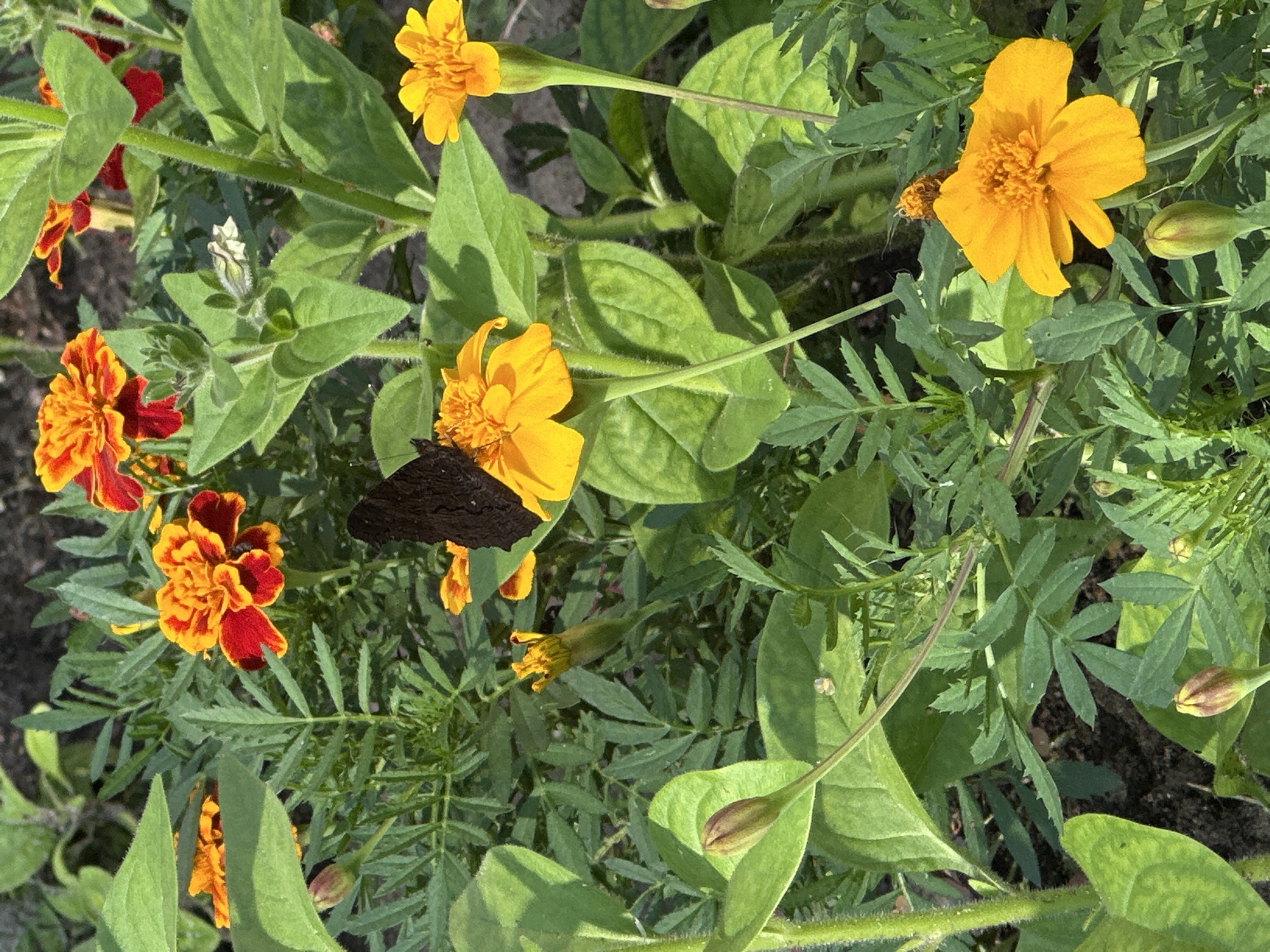 In a close-up, overhead shot of a garden in Uray, Russia, a dark butterfly with intricate wing patterns rests on a vibrant orange marigold. The butterfly's wings are slightly open, revealing a rich, velvety texture. Surrounding the central flower are more marigolds in various stages of bloom, their petals a gradient of fiery orange and deep red. Lush green foliage, characteristic of a well-tended garden, fills the frame, with some leaves showing a slight sheen from sunlight. The background is softly blurred, suggesting a natural outdoor setting with a hint of soil beneath the plants. The overall impression is one of natural beauty and tranquility.