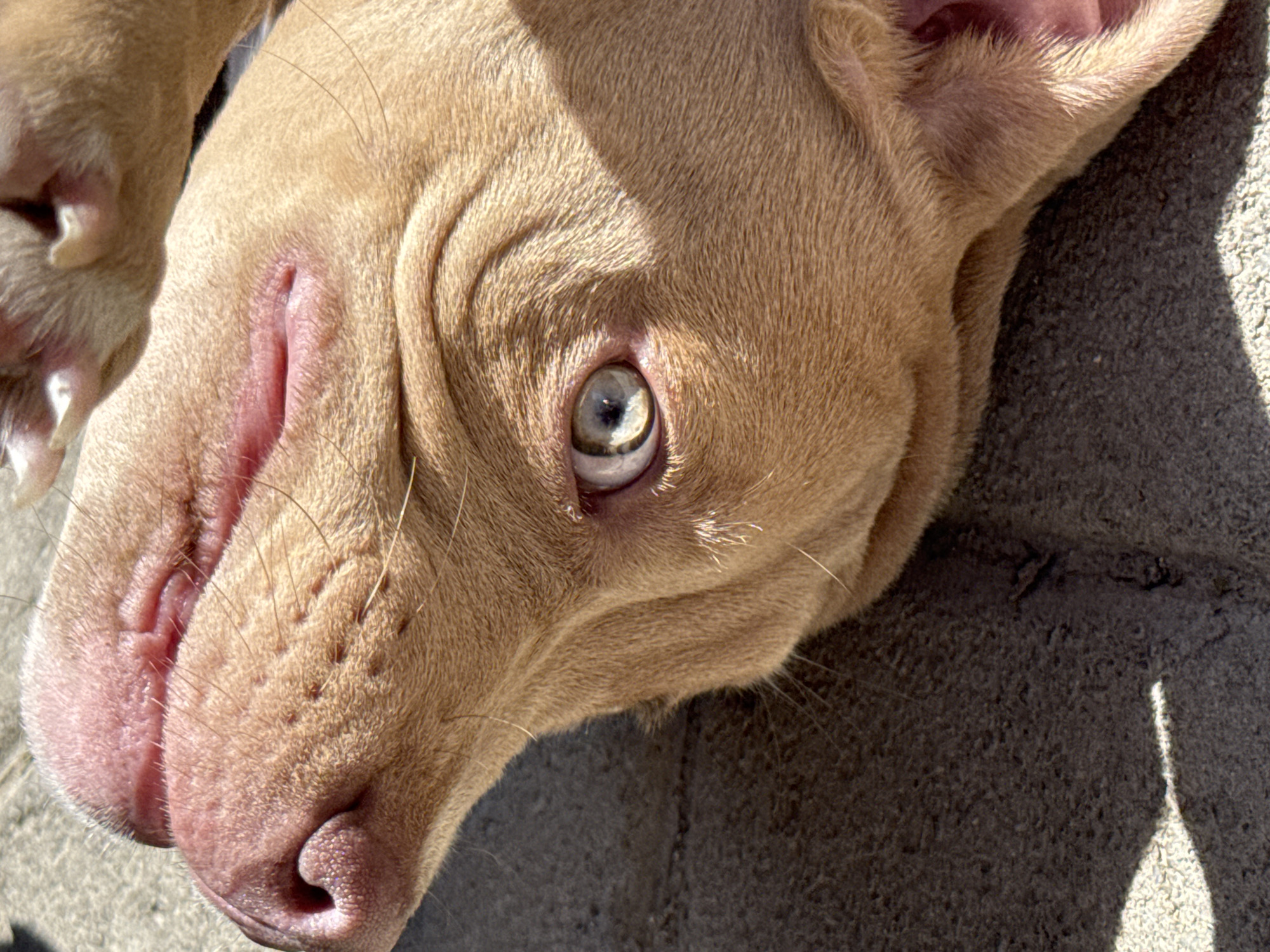 Close-up, angled view of a light brown dog's face resting on a grey surface. The dog has a pink nose, light-colored fur, and one visible eye that appears to be blue. A portion of its ear is visible at the upper right. The surface the dog is resting on is textured and appears to be concrete. The lighting casts shadows across the scene. There is no indication of location in the city of Çolpon-Ata, Kyrgyzstan. There are no people present. The scene consists only of a dog resting on a surface.