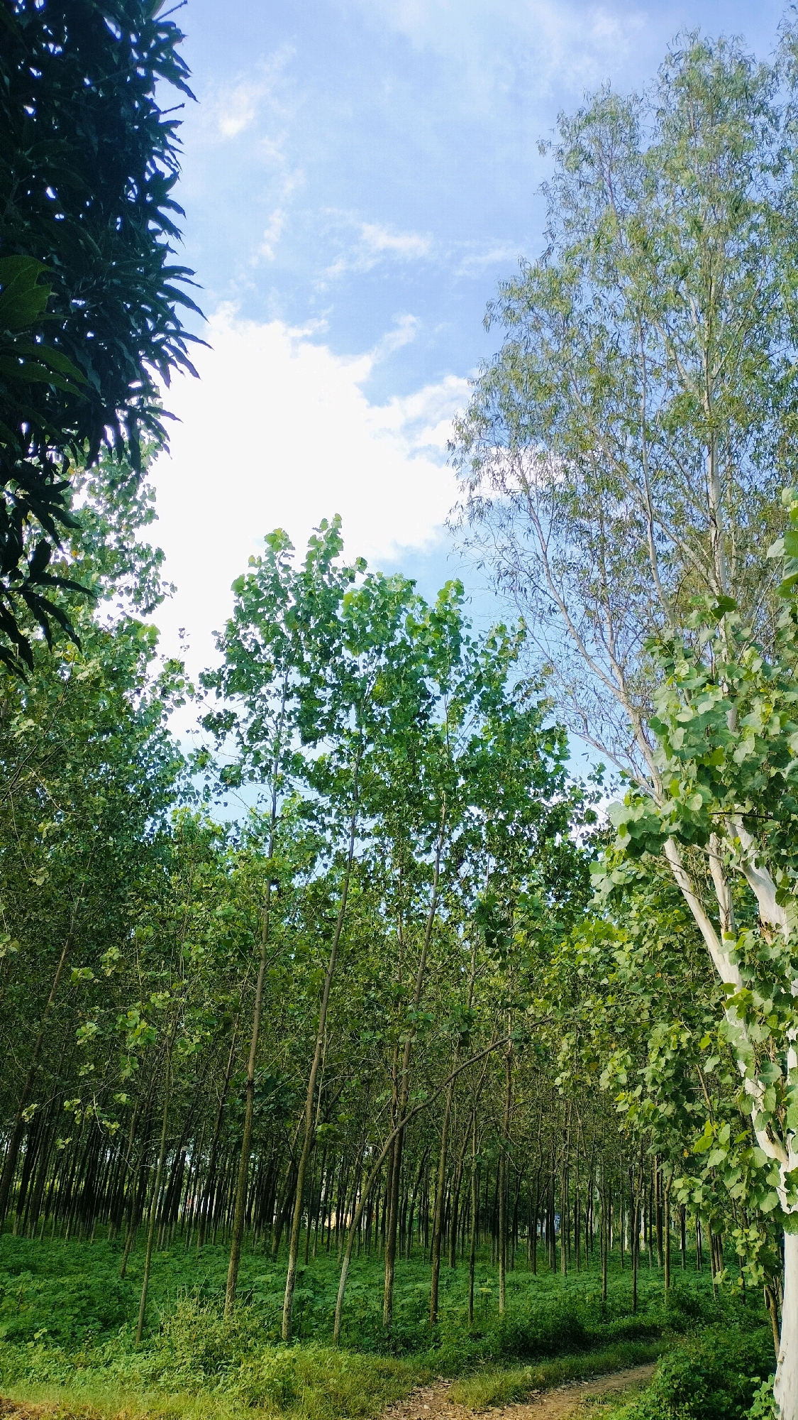 The image depicts a densely wooded area with numerous tall, slender trees in the foreground, their branches reaching towards a partly cloudy blue sky. The trees are predominantly green with a few lighter-barked specimens visible. The ground is covered in lush, green vegetation and a dirt path winds through the scene. The scene is likely an outdoor natural environment, possibly a plantation or park, in Miranpur, India. There are no people or animals present in the image. The lighting suggests it is daytime.