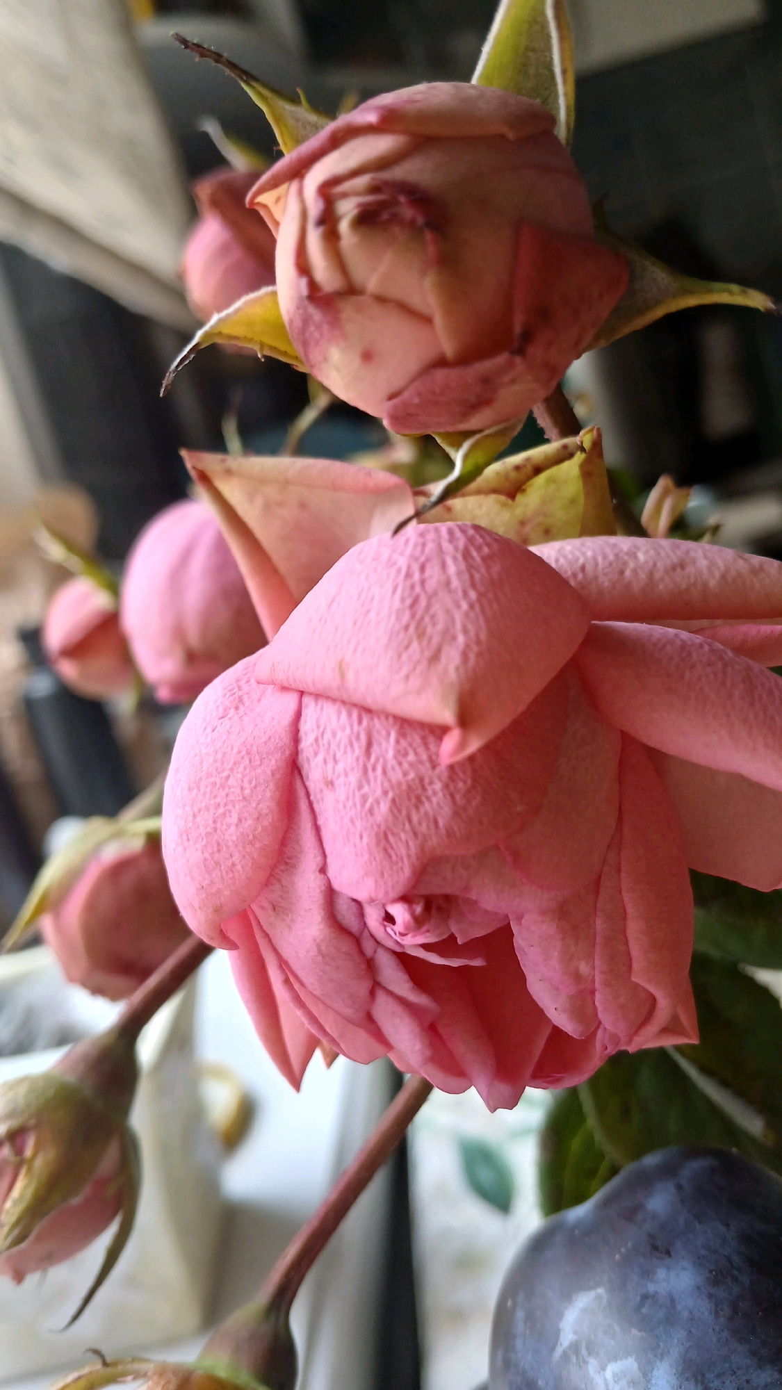 A close-up, low-angle shot captures a cluster of wilting pink roses, their petals dry and slightly curled, set against a blurred background. The lighting suggests an indoor environment, possibly near a window, given the bright highlights and soft shadows. The roses are the primary focus, with one large bloom in the foreground showing textured, almost crepe-like petals. Behind it, other roses in various stages of bloom and decay are visible, their colors muted. Some green leaves and stems are present, interspersed with the flowers. The overall impression is one of delicate decay, with a hint of melancholic beauty. The scene does not provide enough detail to determine a specific location within Visaginas, Lithuania. There are no people or actions depicted.