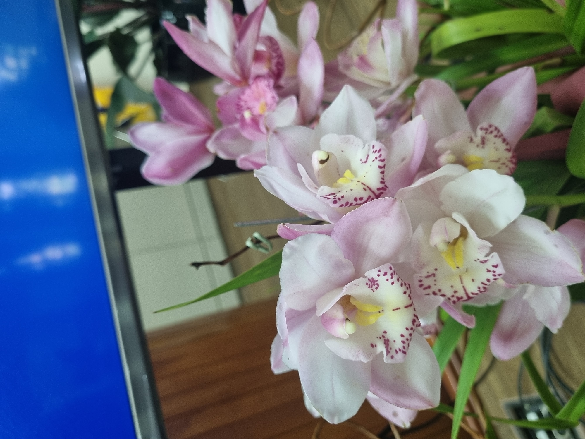 The image displays a close-up of a bouquet of light pink orchids with white centers and dark pink speckles. The orchids are in various stages of bloom, with some fully open and others still partially closed. Green orchid leaves are visible towards the bottom and right of the frame. In the background, out of focus, is a blue screen, likely a television or computer monitor, positioned above a wooden surface and a white wall. The scene appears to be indoors, possibly in a home or office setting in Laranjal Paulista, Brazil. There are no people or animals present in the image.