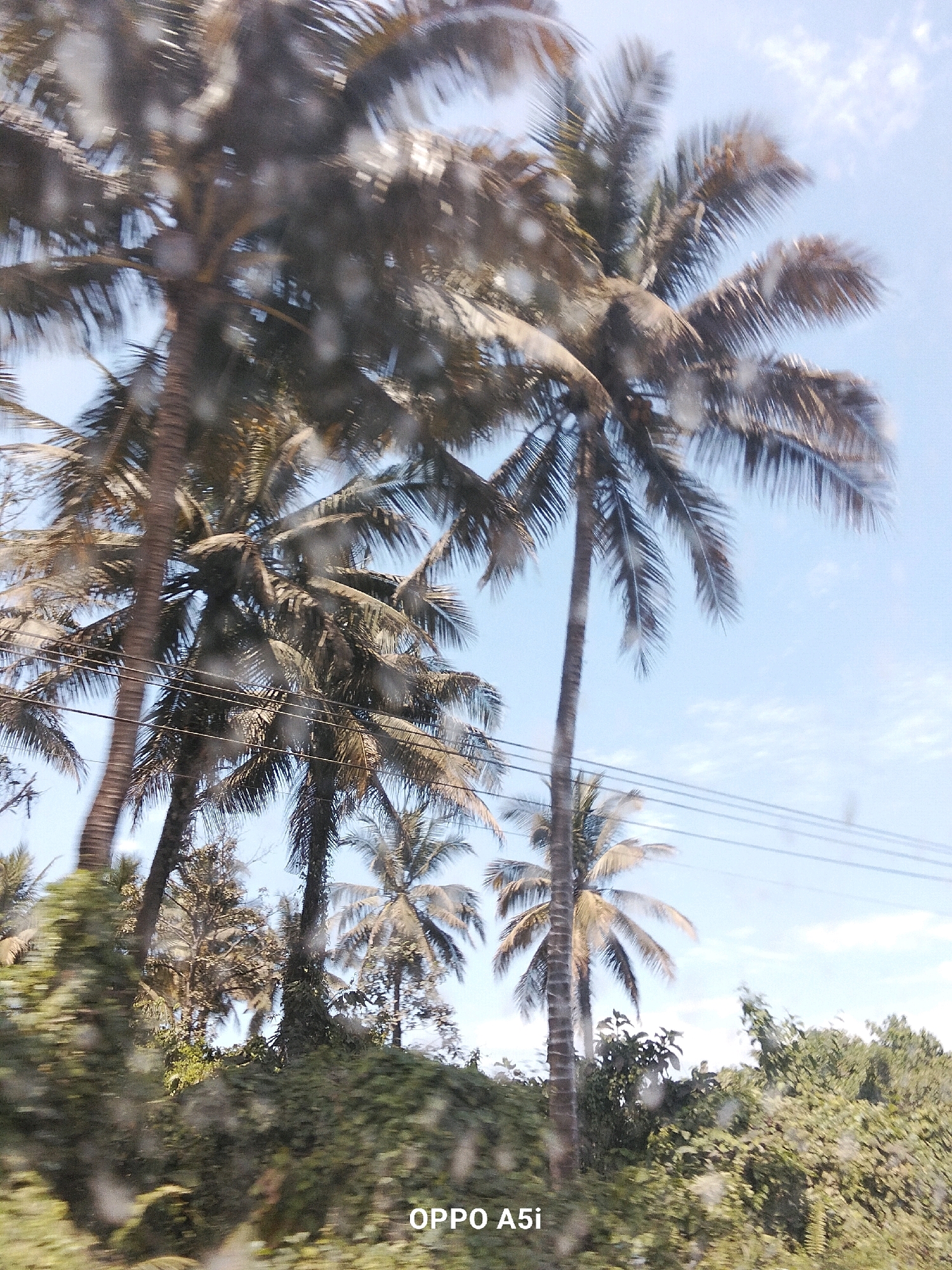 The image depicts a tropical scene with numerous palm trees under a bright blue sky with scattered clouds. The palm trees are tall and slender, with their fronds fanned out against the sky. Some of the fronds appear dry and brown, suggesting they are either naturally shedding or have been exposed to harsh conditions. Several utility wires are visible running horizontally across the frame, passing in front of the palm trees, indicating the presence of infrastructure. The lower portion of the image shows dense green foliage, possibly bushes or other types of trees, which partially obscures the bases of the palm trees. There are some blurry white spots throughout the image, which could be water droplets or imperfections on a surface through which the photo was taken, such as a window. The overall impression is of a natural, outdoor environment, likely in a warm climate. The bottom right corner of the image has a watermark that reads "OPPO A5i".