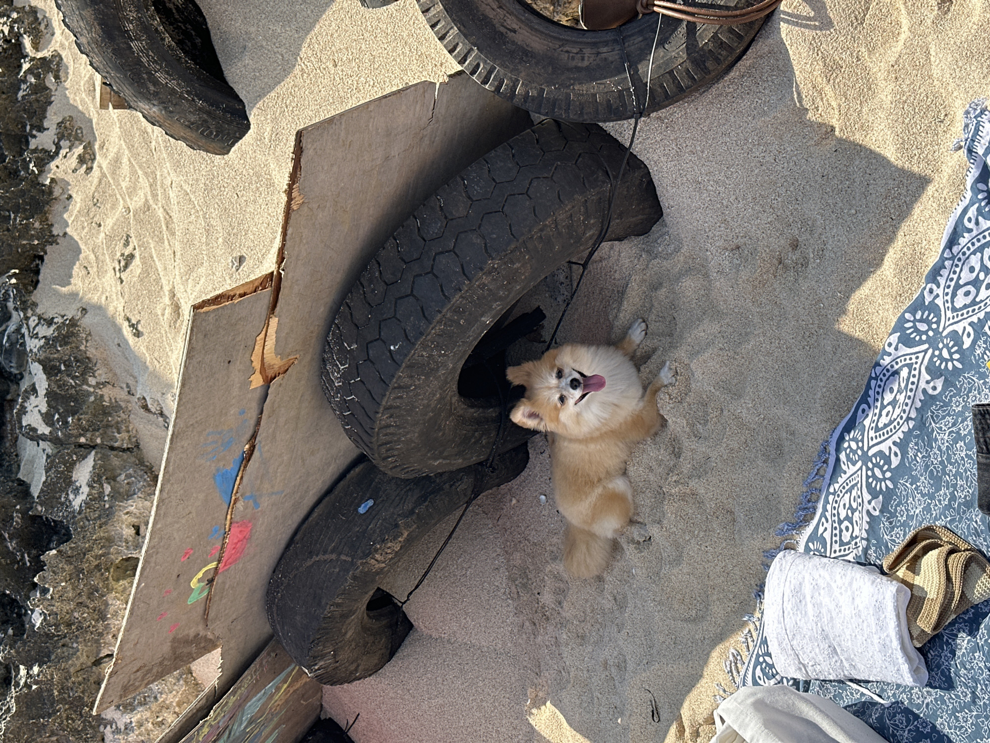 In Kuta Selatan, Indonesia, a small, fluffy, tan Pomeranian dog with its tongue out is lying on a sandy beach. The dog is positioned in the lower-middle section of the image, with its body facing left and its head turned towards the camera. Behind the dog, several large, used tires are leaning against pieces of weathered wood. The wood is painted with colorful chalk-like drawings. The beach is composed of fine, light-colored sand, with rough, grey rocks visible in the upper background. In the lower-left corner of the image, a white tote bag, a folded white towel, and a straw sandal are placed on a blue and white patterned beach towel. The scene appears to be outdoors, with natural sunlight casting shadows on the sand.