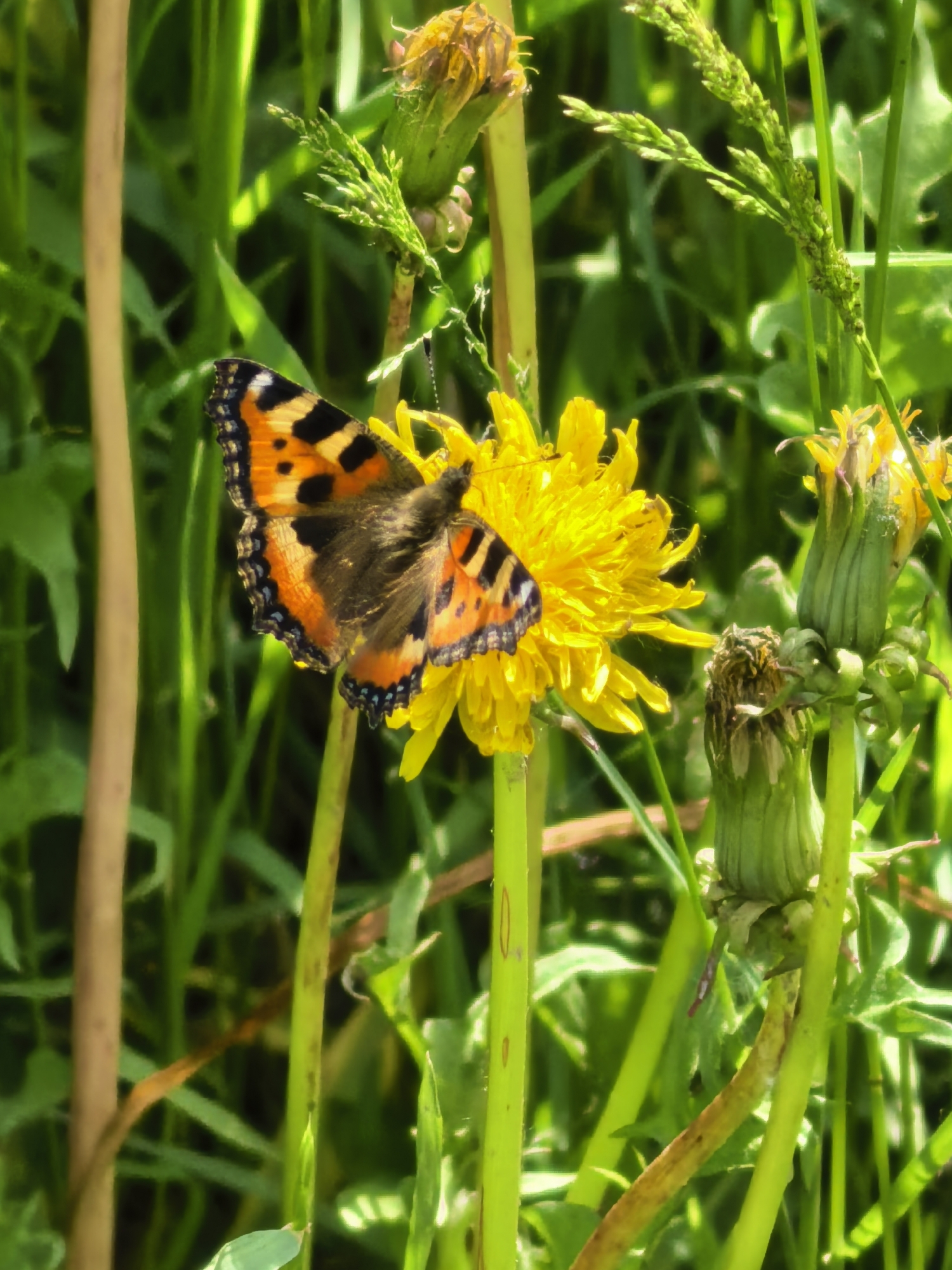 A small tortoiseshell butterfly is perched on a yellow dandelion in a natural outdoor setting. The butterfly's wings are a vibrant orange with black and yellow markings, and its body is dark. The dandelion is in full bloom, with many delicate petals. Surrounding the dandelion are various green grasses and other plants, some of which appear to be dandelion seed heads or unopened buds. The background is a blur of green foliage, suggesting a sunny day in a field or garden. The lighting is bright, casting some shadows and highlighting the textures of the plants and the butterfly.