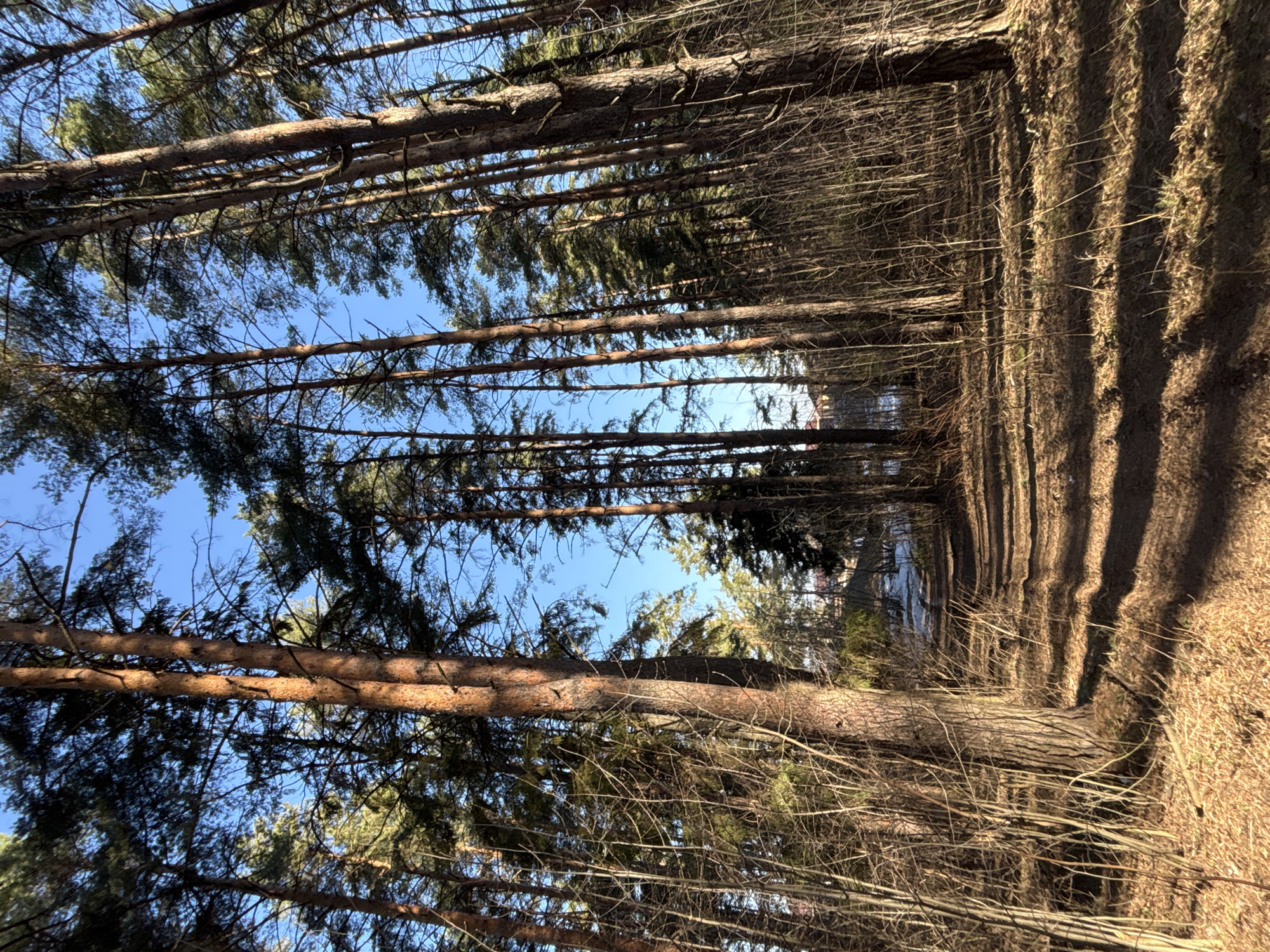 This media file presents a sunlit scene within a coniferous forest, likely in Chaikovsky, Russia. The image is dominated by numerous tall, slender pine trees with reddish-brown trunks, extending vertically upwards. Their textured bark and dark green canopies create a strong visual presence.
The ground is covered with dry, light-brown undergrowth and fallen branches, suggesting either late autumn, late winter, or early spring. Long, distinct shadows are cast across the forest floor by the trees, indicating strong, direct sunlight, likely from a mid-morning or late afternoon sun. This interplay of light and shadow adds depth and texture to the scene.
Between the tree trunks and branches, patches of clear, bright blue sky are visible, hinting at fair weather. In the distance, through the density of the forest, a body of water, possibly a lake or river, can be seen, reflecting the sky and adding a glimmer of light to the background.
The scene portrays a natural, undisturbed environment. No people, animals, or specific activities are depicted, giving the image a sense of peaceful solitude. There is no visible text in the image.