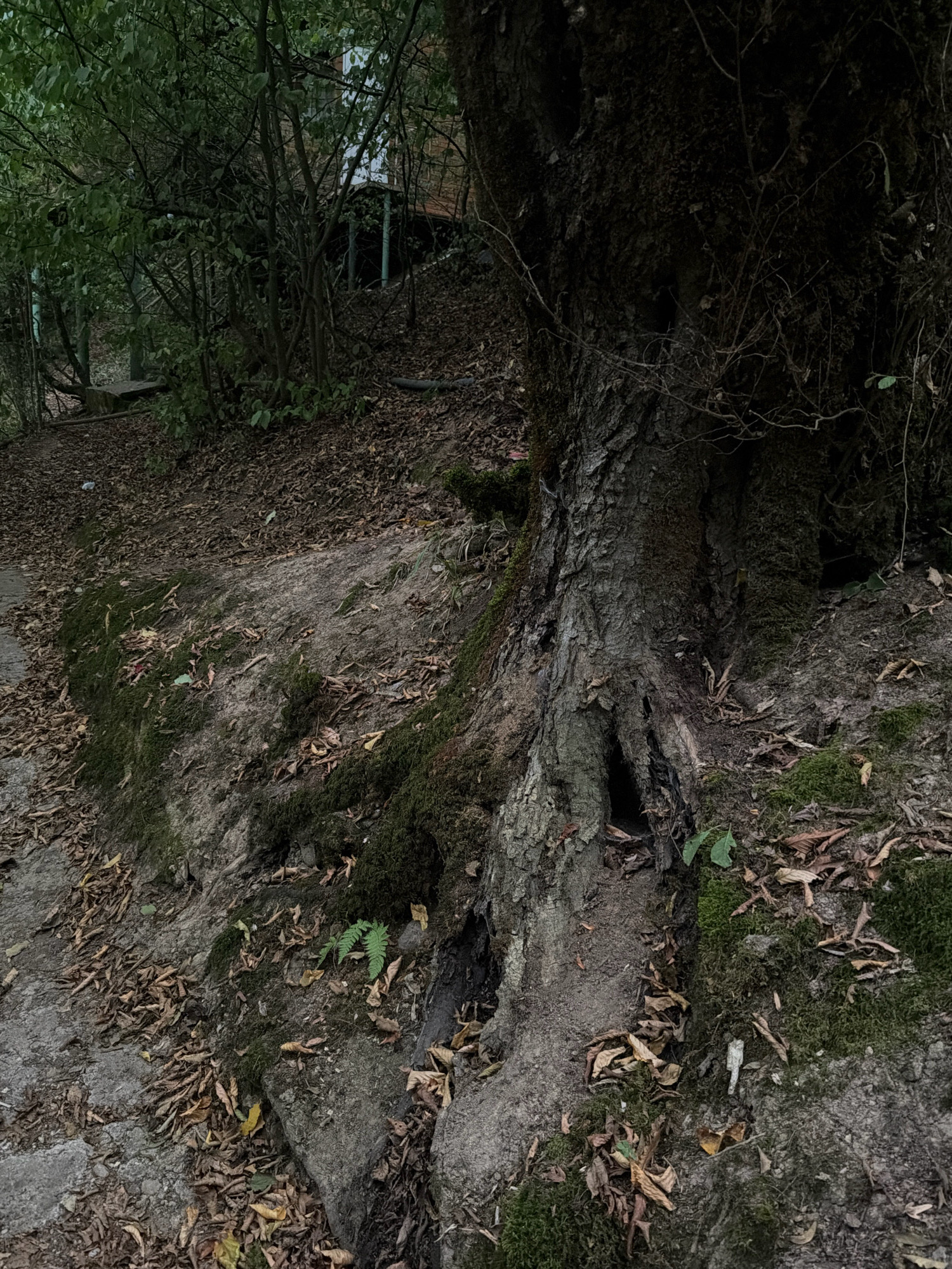 The image depicts a close-up view of a large tree trunk with exposed roots, situated on a moss-covered embankment. The ground is covered with fallen leaves and dirt. A pathway or road is visible to the left of the tree, and a dense foliage of trees and bushes forms the background. A building structure with a white facade and a dark roof is partially visible through the trees in the upper right quadrant of the image. The overall scene suggests a natural, outdoor environment, possibly within a wooded area or a park. The precise location in the city of Masalli, Azerbaijan, is not discernible from the visual elements alone.