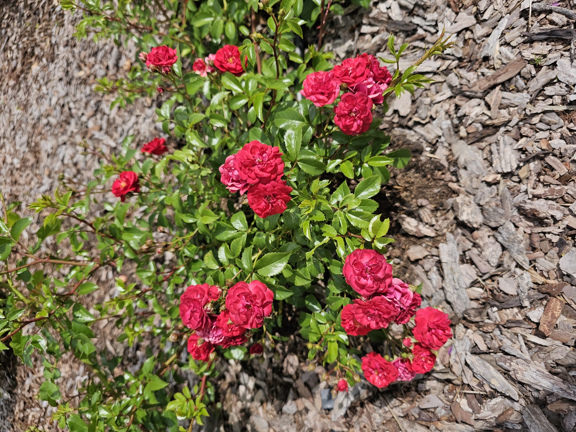 A close-up, overhead shot features a vibrant cluster of small, deep red roses blooming amidst green leaves. The roses are dense and full, with many petals, creating a rich texture. Some buds are also visible. The plant is set against a backdrop of dry, weathered wood chips, which appear to be mulch. The wood chips are varied in size and color, ranging from light gray to dark brown, with some appearing almost white. Sunlight illuminates the scene, highlighting the glossy sheen of the rose petals and leaves, and casting dappled shadows on the ground. The overall impression is one of lushness and natural beauty in a garden setting. There is no visible text in the image. The context "Березка Снт (красногорский Р-н, Russia" suggests a dacha or garden community in the Krasnogorsky district of Russia. The time of day appears to be sunny, likely mid-day, given the brightness and the shadows. The weather seems fair, suitable for outdoor gardening.