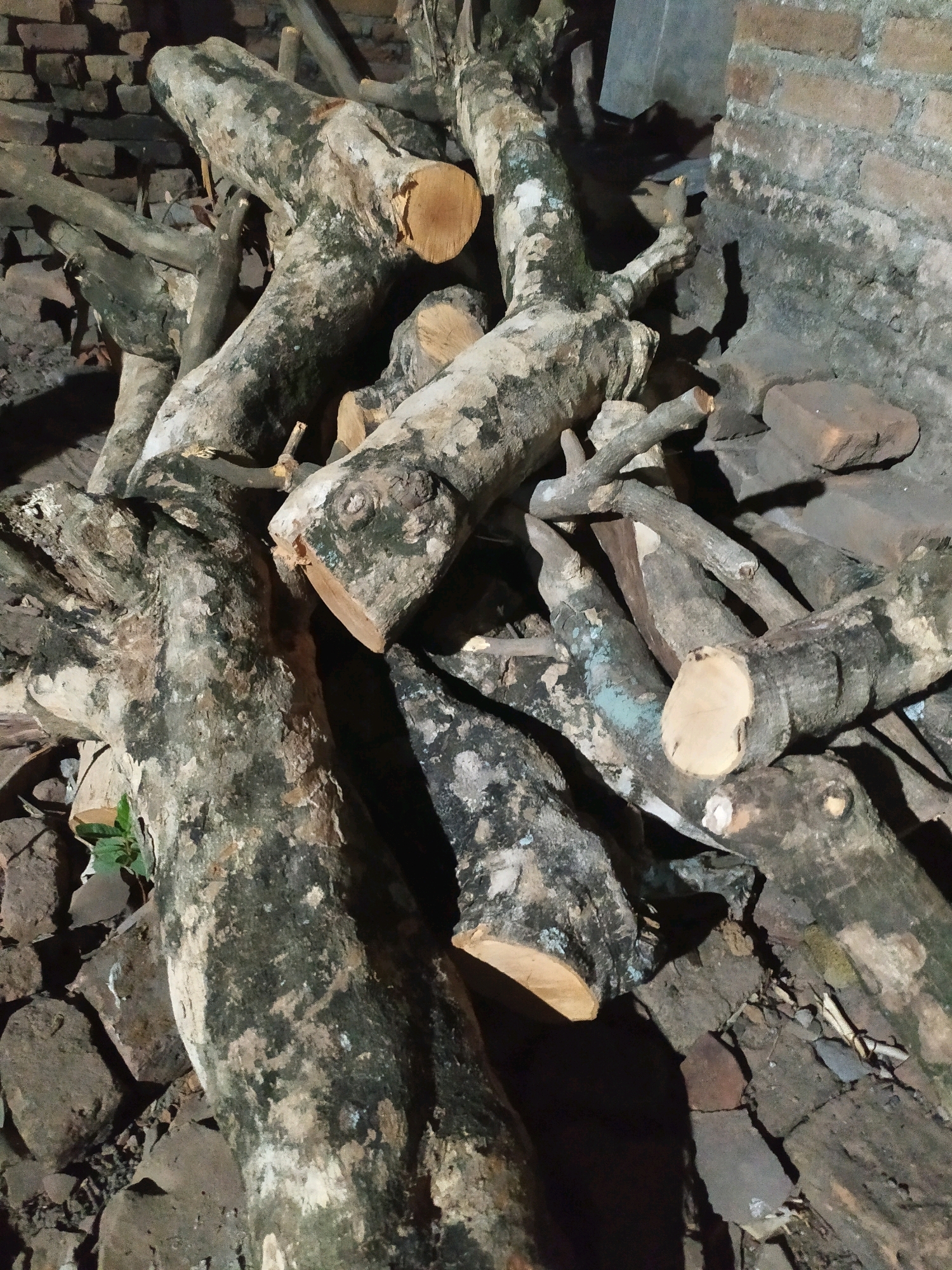 In Glagagwangi, Indonesia, a pile of cut logs lies on the ground. The logs are of various sizes and appear weathered, with some showing signs of moss or lichen growth. They are arranged in a haphazard manner, some overlapping. In the background, a brick wall is visible, with some of the bricks appearing worn or discolored. The ground beneath the logs is composed of dirt and small stones. The lighting in the scene is dim, suggesting it may be evening or the area is not well-lit. No people are present in the image.