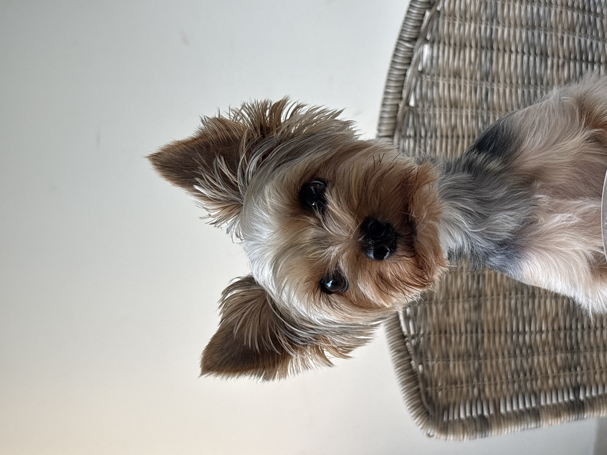 A Yorkshire Terrier sits on a woven chair in front of a plain wall. The dog's face is centered in the frame, with its ears perked up. Its fur is a mix of tan, black, and gray. The chair is made of rattan and has a textured weave. The background is a solid, light-colored wall, likely white or off-white. The lighting is soft and even, suggesting an indoor setting with diffused natural light or studio lighting. The image does not provide any specific visual cues to determine its location within the city of Plovdiv, Bulgaria.