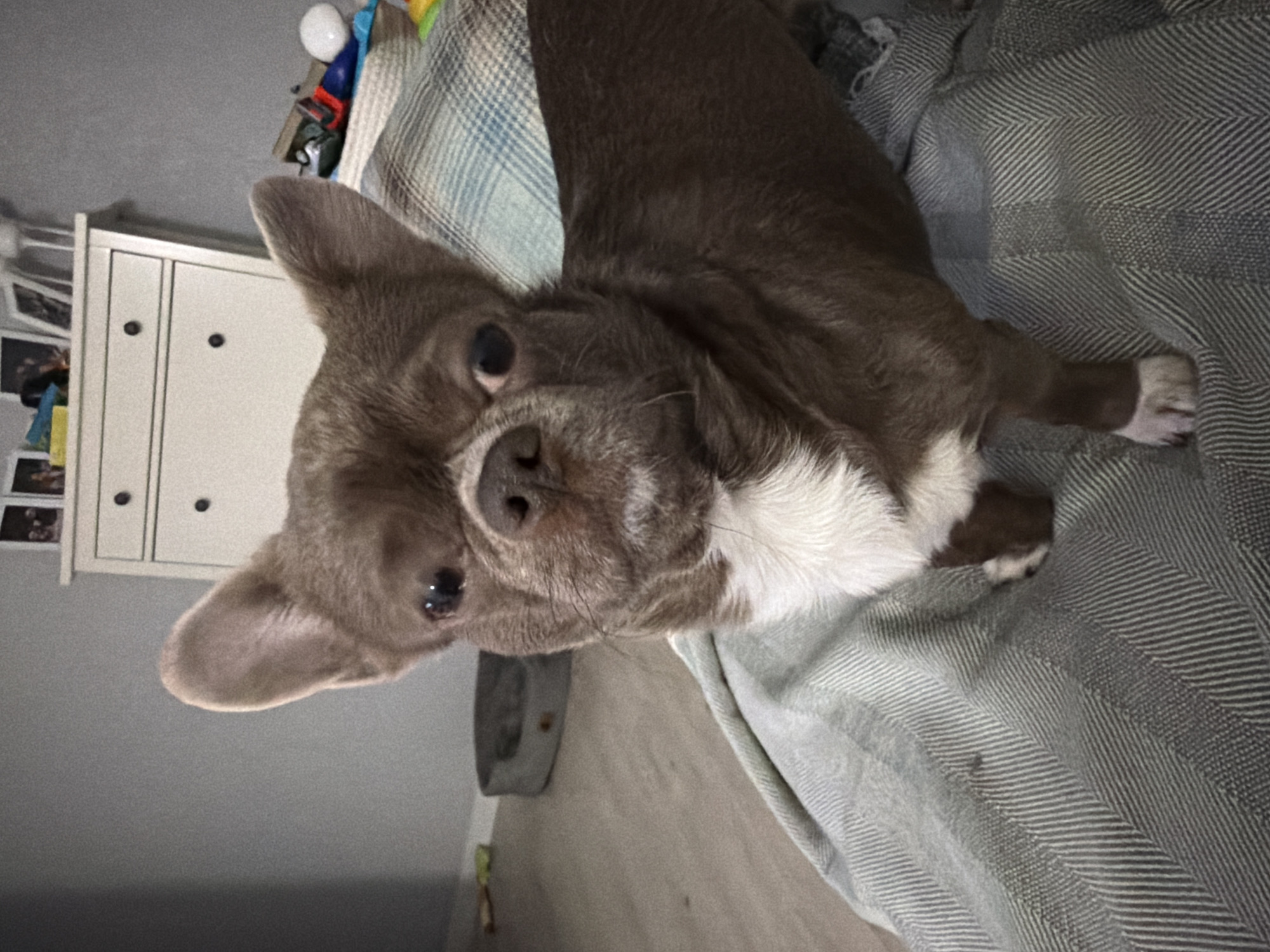 A brown and white Chihuahua is lying on a grey and blue striped blanket. The dog is looking up at the camera. The dog is lying on a bed. A white dresser is in the background to the left. There is no indication of a location within Votkinsk, Russia.