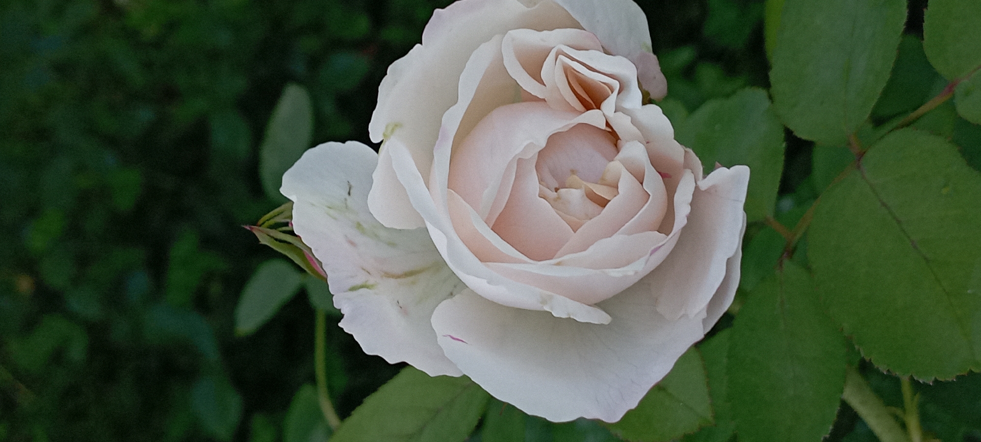 This is a close-up, vertical, outdoor photograph of a light pink rose in bloom. The rose is the primary subject, positioned in the center of the frame and slightly to the right. Its petals are unfurling, revealing a complex, layered structure with delicate shading ranging from creamy white at the edges to soft pink towards the center. Some of the outer petals show slight imperfections or color variations, with subtle green and pink tinges.
The background is a dark, out-of-focus green, suggesting foliage. The lighting appears soft and natural, characteristic of daylight. The image was taken in Radisne, Ukraine. There are no people or visible actions occurring in the scene. The environment is a natural setting, likely a garden or park. The focus is sharp on the rose, with a shallow depth of field blurring the surroundings.