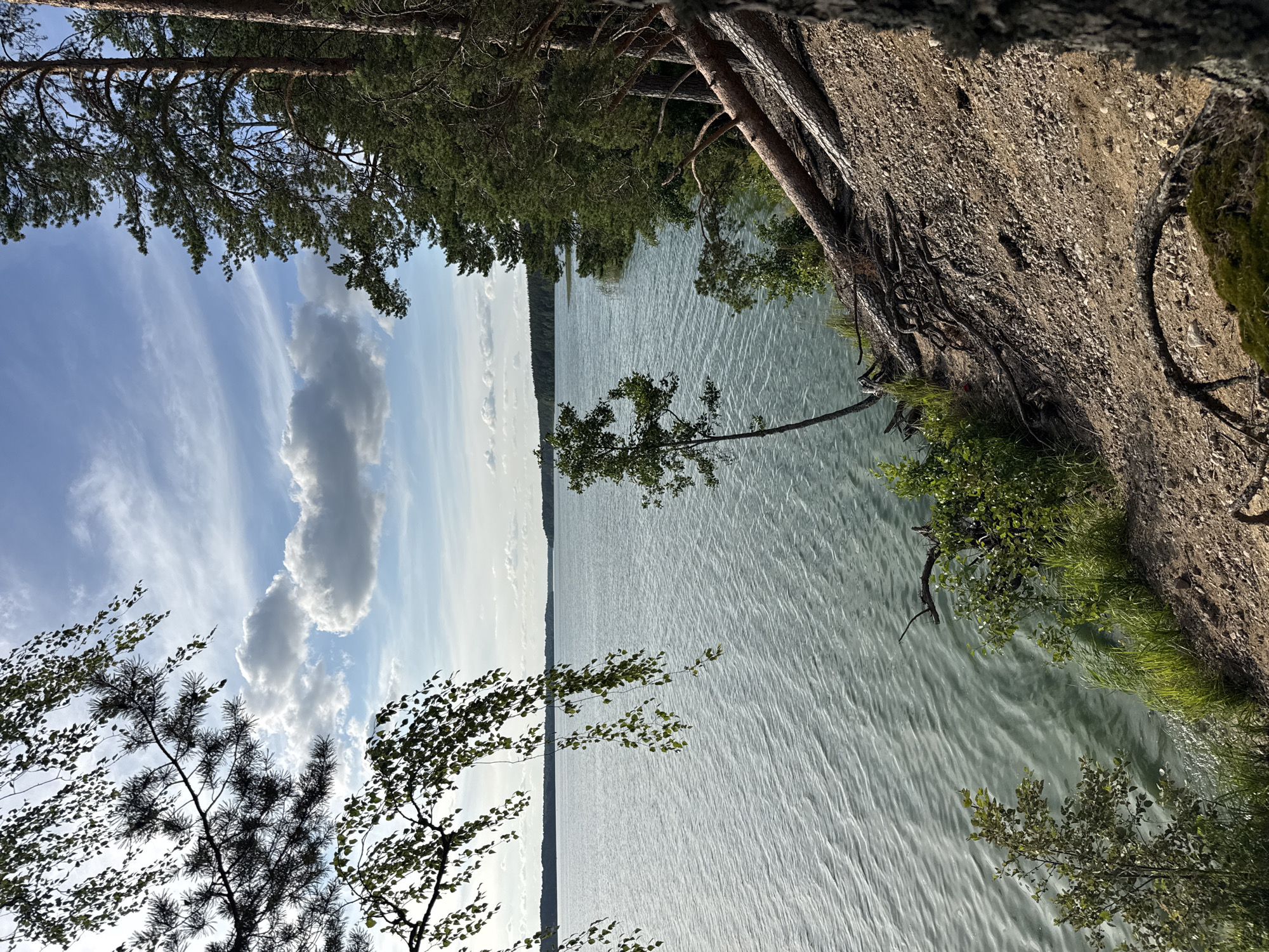 The image captures a tranquil lakeside scene on a sunny day with scattered clouds. The foreground features a steep, wooded embankment with visible tree roots and loose gravel. Several fallen trees lie on the slope, their trunks angled towards the water. Lush green vegetation, including grass and small trees, grows along the edge of the embankment. A large body of water, likely a lake, occupies the midground, its surface rippled by a gentle breeze. The water has a greenish-blue hue. In the background, a dense forest lines the opposite shore, stretching towards the horizon under a bright blue sky with white clouds. The overall impression is one of natural beauty and serenity. The location is identified as Priladozhskoe, Russia, suggesting a natural landscape within or near the city.