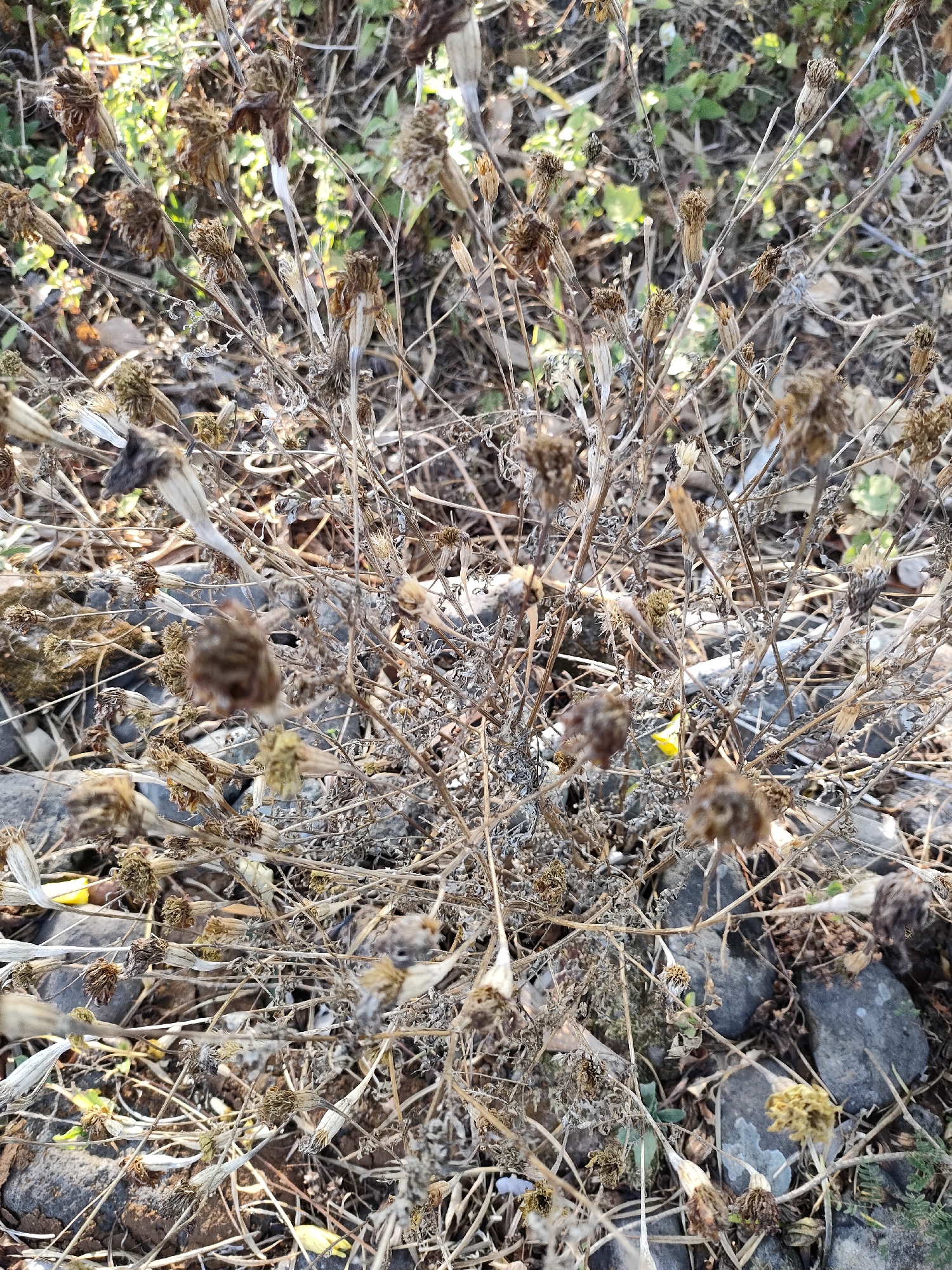 This is a close-up, high-angle, outdoor photograph of a dry, dead plant with numerous seed heads. The plant is predominantly brown and appears brittle, with many thin, twig-like stems. Several of the seed heads are round and have a fluffy, seed-like appearance, while others are more dried and compact. The plant is situated amongst small, dark gray rocks. In the background, there are hints of green foliage, suggesting the presence of other, living plants. The lighting indicates it is daytime, with sunlight casting shadows. The scene depicts a natural, perhaps neglected, outdoor environment. There are no people or animals visible in the image. The location is identified as Caracas, Indonesia.