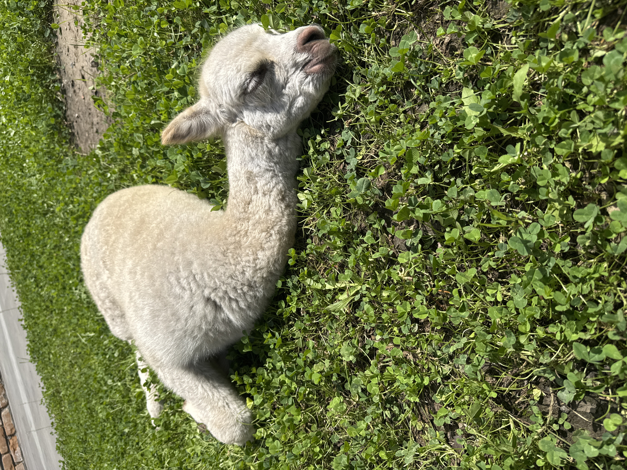 An alpaca lies sleeping on a patch of green clover and grass in Orlivshchyna, Ukraine. The alpaca is light-colored and appears to be young. Its eyes are closed, and its head is resting on the ground. The background shows a brick wall and a dirt path. The sun is shining, casting shadows on the ground.