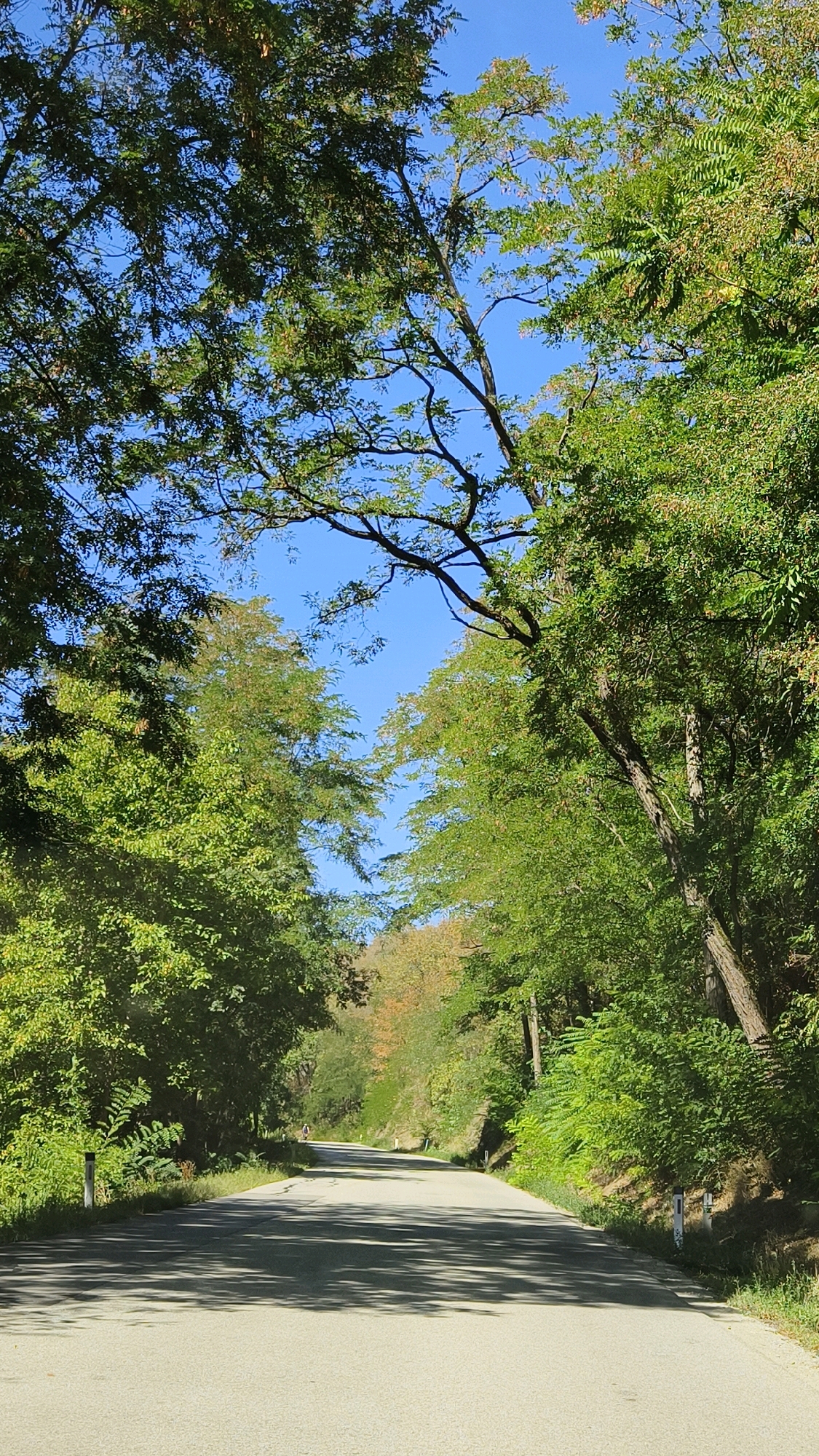 The image shows a paved road winding through a forest on a sunny day. The road is asphalt and appears to be in good condition, with white markings on the side. Tall trees with lush green foliage line both sides of the road, casting shadows on the pavement. The sky is a clear, bright blue. In the distance, there are hints of autumn colors on the trees, suggesting the season. A lone figure on a bicycle is visible in the distance, riding away from the camera. The overall impression is of a serene and picturesque natural setting. There is no identifiable information within the image that suggests a specific location in Katastralgemeinde Langenlois, Austria.