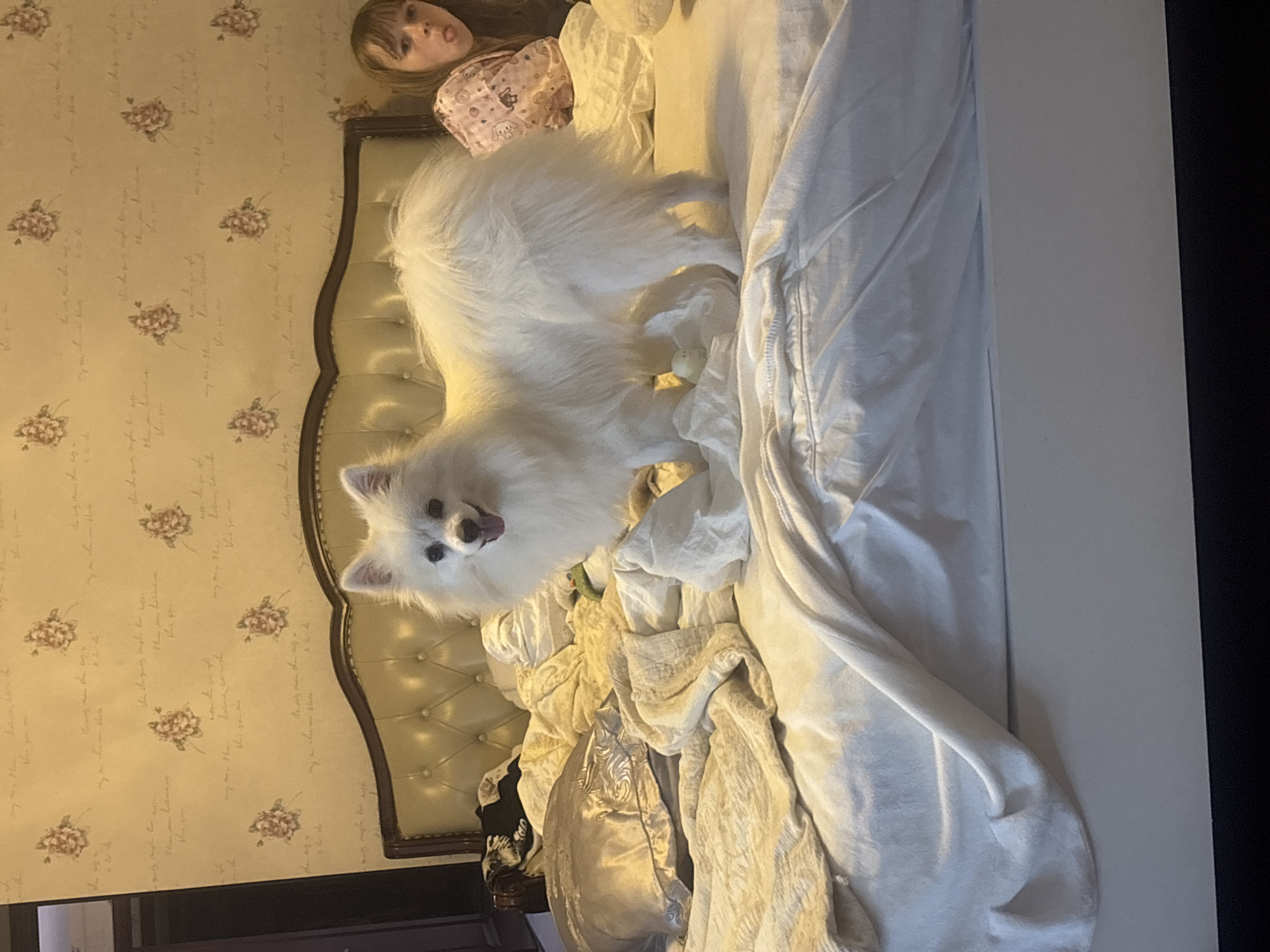 A white Pomeranian dog stands on a messy bed in a room. The dog is facing the camera with its mouth open and tongue sticking out slightly. To the right of the dog, a young girl with brown hair is lying on the bed, also with her tongue sticking out. The bed is covered in white and gold bedding, with a tufted headboard behind the dog. The wall behind the bed is decorated with a floral wallpaper pattern and script. The scene appears to be indoors, likely a bedroom. There is no information in the image to indicate a specific location in Nanhai District, China.