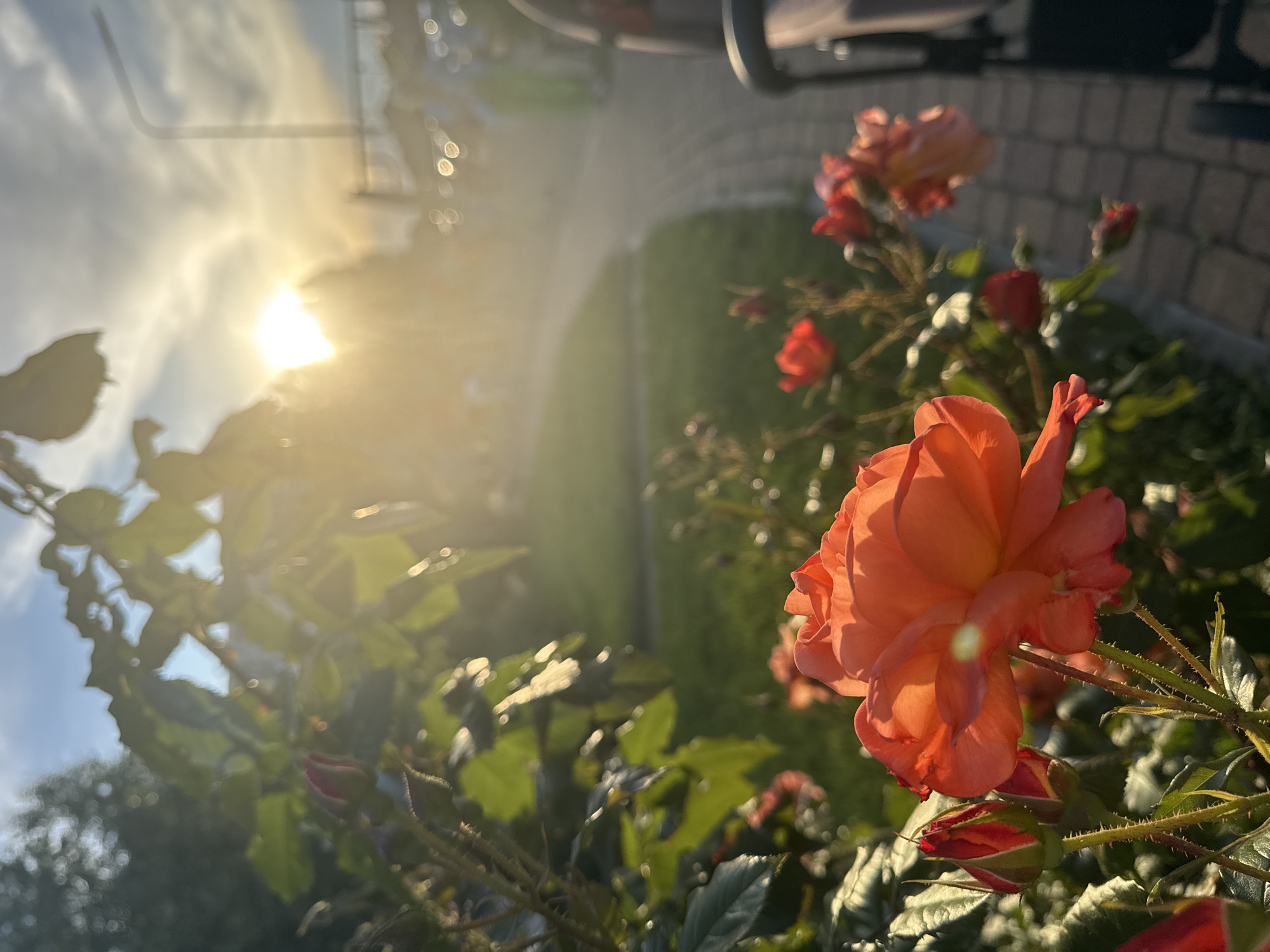 The image displays a close-up of a rose bush featuring vibrant orange and coral-hued roses, bathed in the warm light of the sun. A large, open rose bloom dominates the bottom-right foreground, its petals delicately illuminated by the golden light. Surrounding it are several smaller rosebuds and less developed flowers, along with the green foliage and thorny stems of the bush.
A brilliant sunburst, appearing as an intense light source, is positioned in the top-left quadrant of the frame, casting a strong lens flare and a soft, hazy glow across the scene. The backlighting highlights the contours of the leaves and petals, creating a luminous effect.
In the blurred background, a paved path, likely made of interlocking bricks, curves into the distance. Adjacent to the path, areas of green grass are visible. Further out of focus, indistinct shapes suggest distant trees or structures, indicative of an urban or suburban park or garden setting in Krasnodar, Russia.
The prominent sun and warm colors strongly suggest the photograph was taken during either sunrise or sunset, specifically during the "golden hour." The image captures a static, serene moment, with no discernible activity taking place or any visible text.