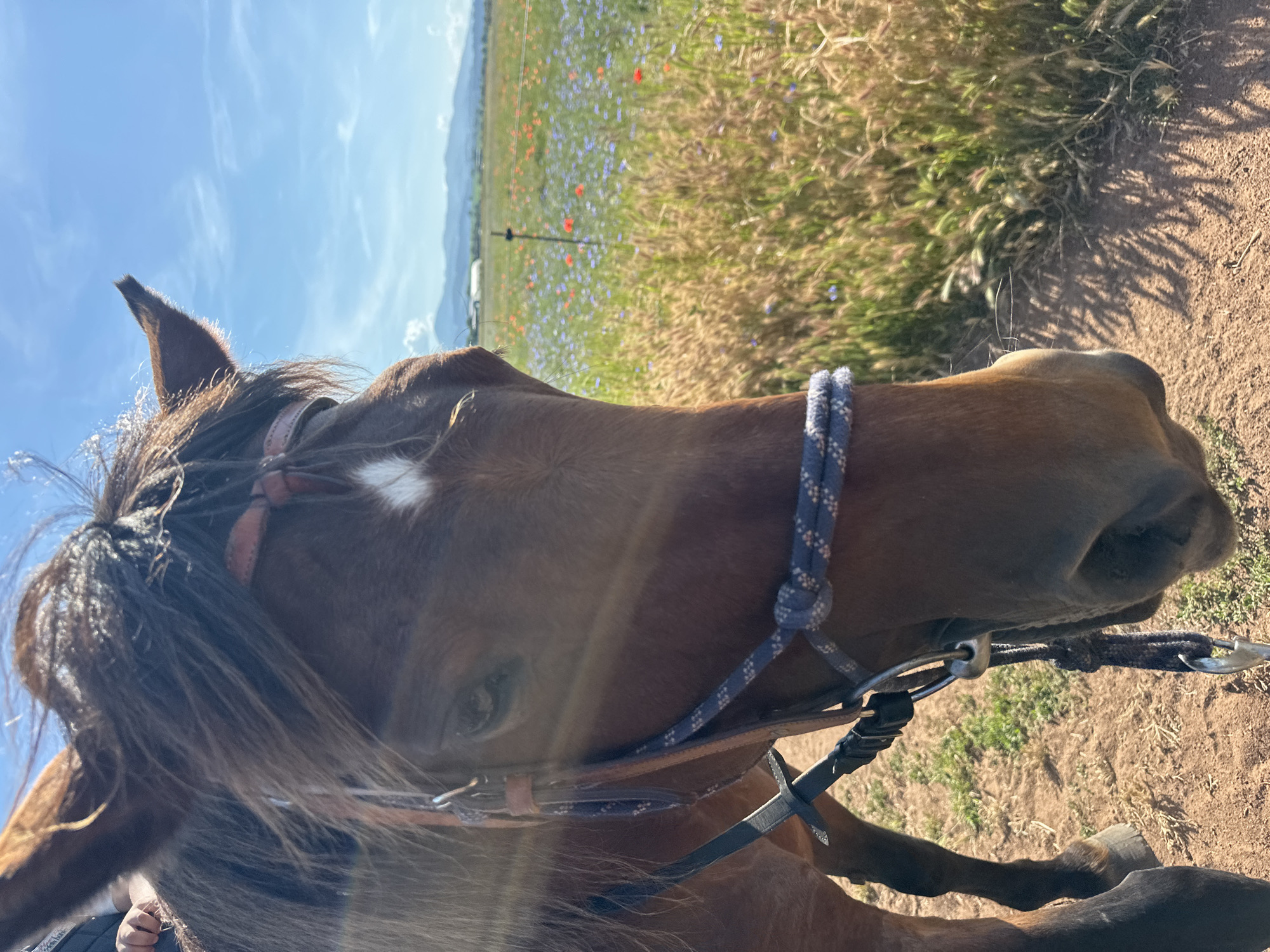 A close-up, eye-level, outdoor, medium shot captures a brown horse's head and neck, with the animal's body cropped out of frame on the left. The horse wears a bridle with a pinkish-brown leather headstall and a blue and white rope tied to the bit. The horse's mane is dark brown and appears windswept. A white diamond-shaped marking is visible on the horse's forehead. The background features a field of grass and wildflowers, with a faint line of trees and mountains in the distance under a clear blue sky. The scene is located in Voynegovtsi, Bulgaria.