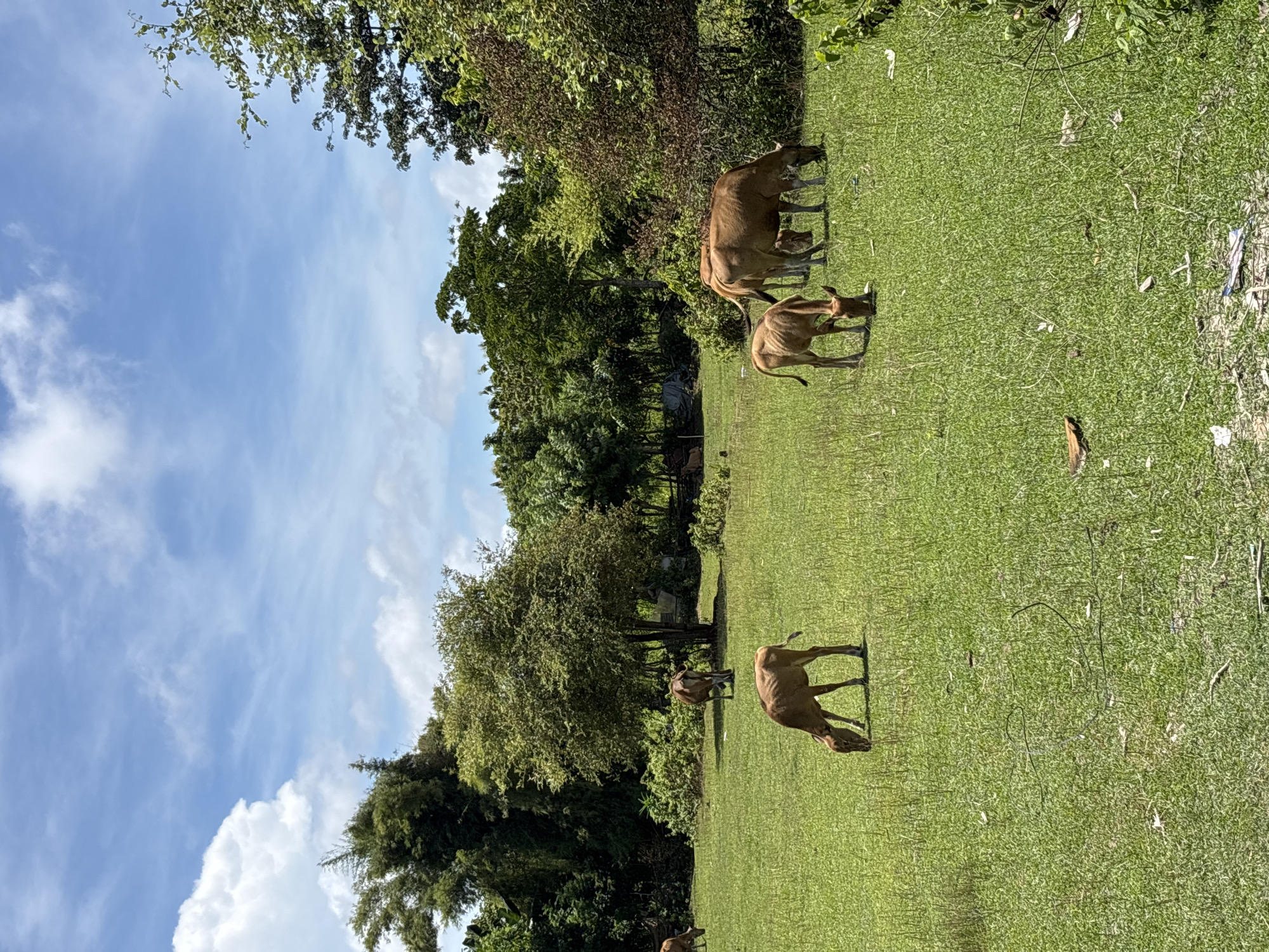 The image shows a grassy field in Ungasan, Indonesia, with several light brown cows grazing. The sky is partially visible, featuring blue sky and white clouds. Trees and foliage line the left side of the frame. There is some trash scattered on the right side of the field.