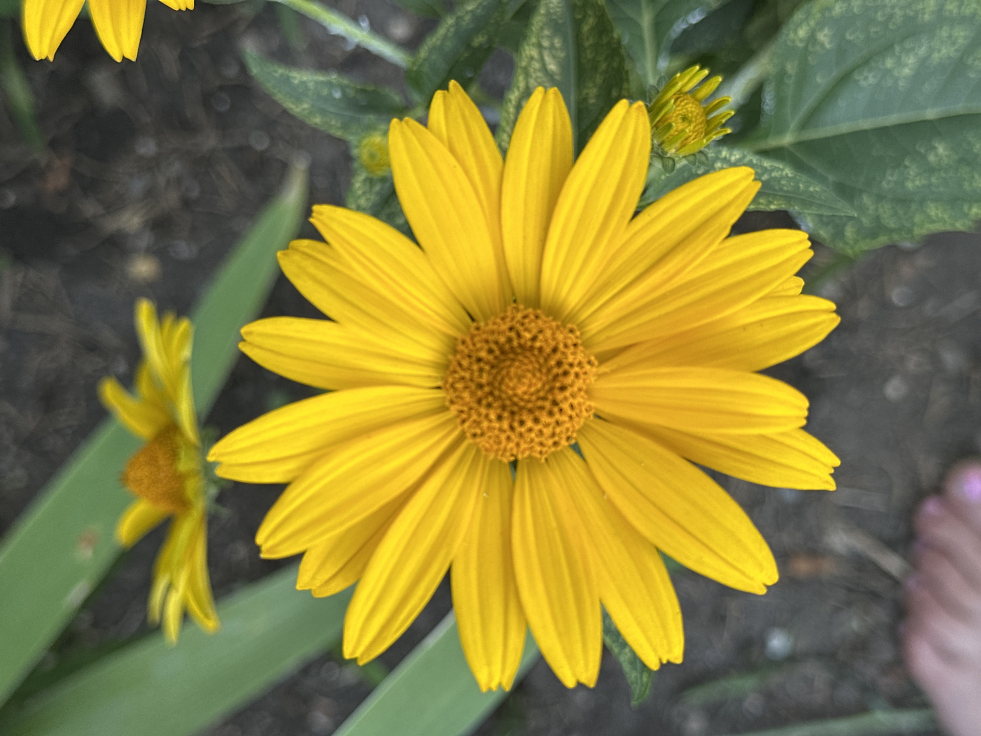 The image is a close-up shot of a bright yellow daisy-like flower in focus, with a blurred background of green leaves and dark soil. There is another blurred yellow flower in the upper left quadrant, and a small bud in the lower right. A small portion of a person's foot with painted toenails is visible in the lower left corner. The setting appears to be a garden or outdoor natural environment. The image does not contain information that would allow for pinpointing a location within Yessentuki, Russia.