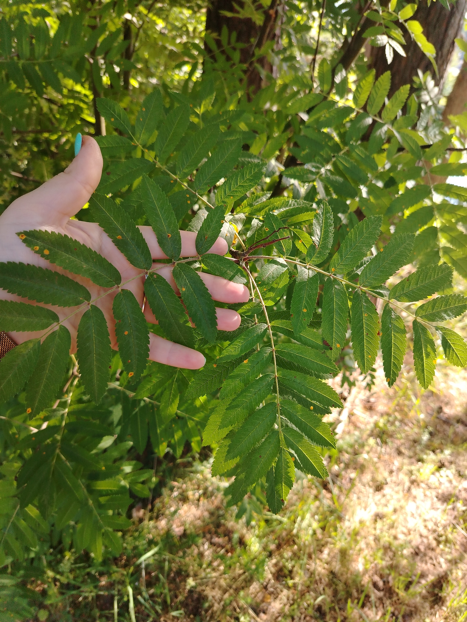 A human hand with teal nail polish is holding a compound leaf with small, yellow-orange spots on its surface. The leaf is green and appears to be from a tree. The background is filled with more green foliage and a tree trunk. The ground beneath is covered with dry grass and some scattered leaves. The scene suggests an outdoor environment, likely in a park or a wooded area. The location is specified as the city of Stroitel', Russia.