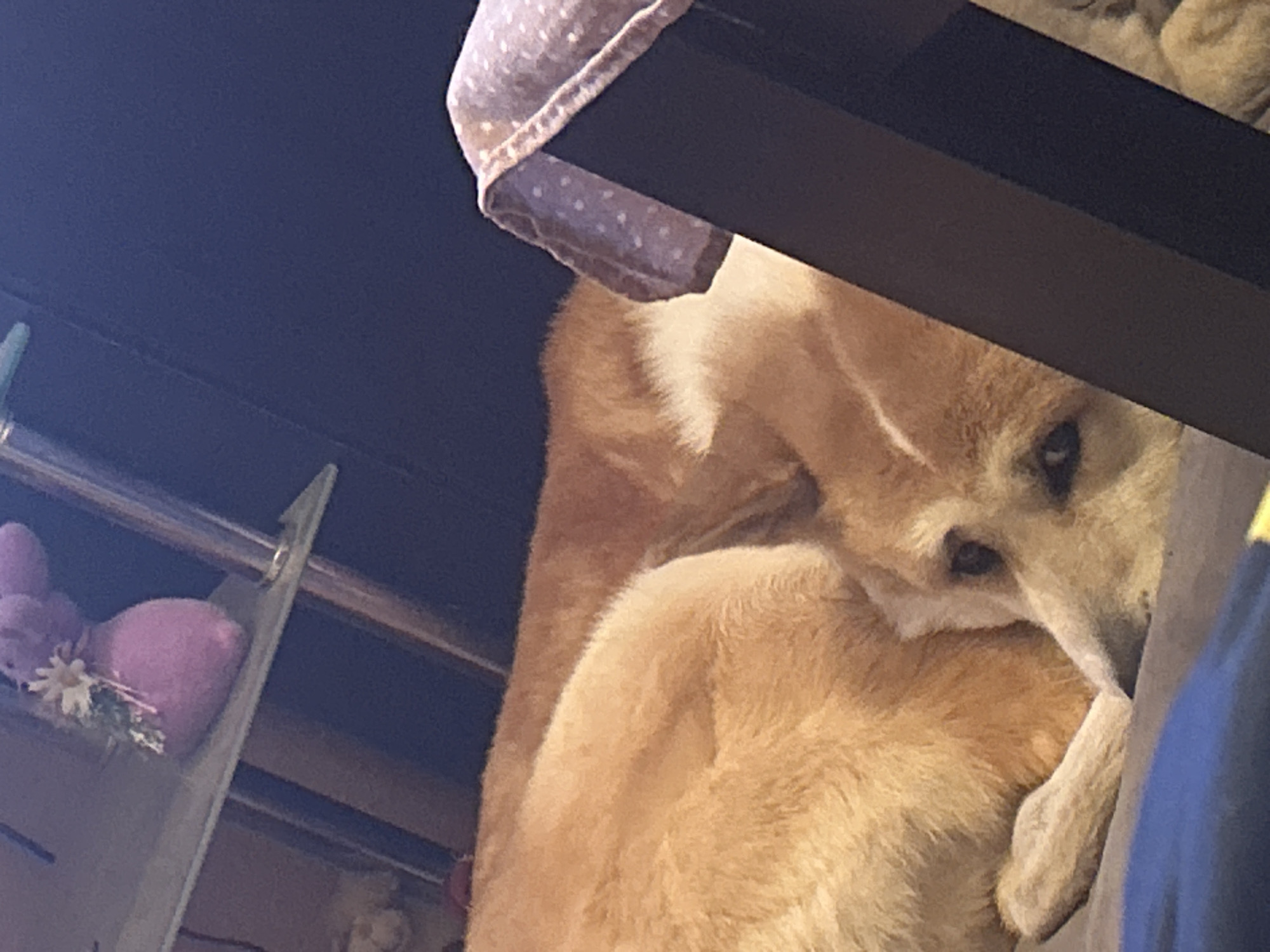 An indoor, close-up photograph depicts a light brown and white dog, possibly a Shiba Inu, resting comfortably. The dog is curled up, with its fluffy fur prominent, and one dark eye is visible, peeking out from under a dark, rectangular furniture piece, likely a table leg or bed frame. A light purple fabric with white polka dots is draped over this furniture.
In the blurred background on the left, a portion of a hanging storage unit or shelf is visible, containing a purple plush item and a small decorative arrangement featuring a white daisy-like flower. A hint of dark blue fabric is seen on the far right. The image is captured from a low, tilted angle, looking upwards towards the dog. The overall scene suggests a relaxed and cozy domestic setting, typical of a home in Sofia, Bulgaria. The lighting is soft, and there is no visible text.