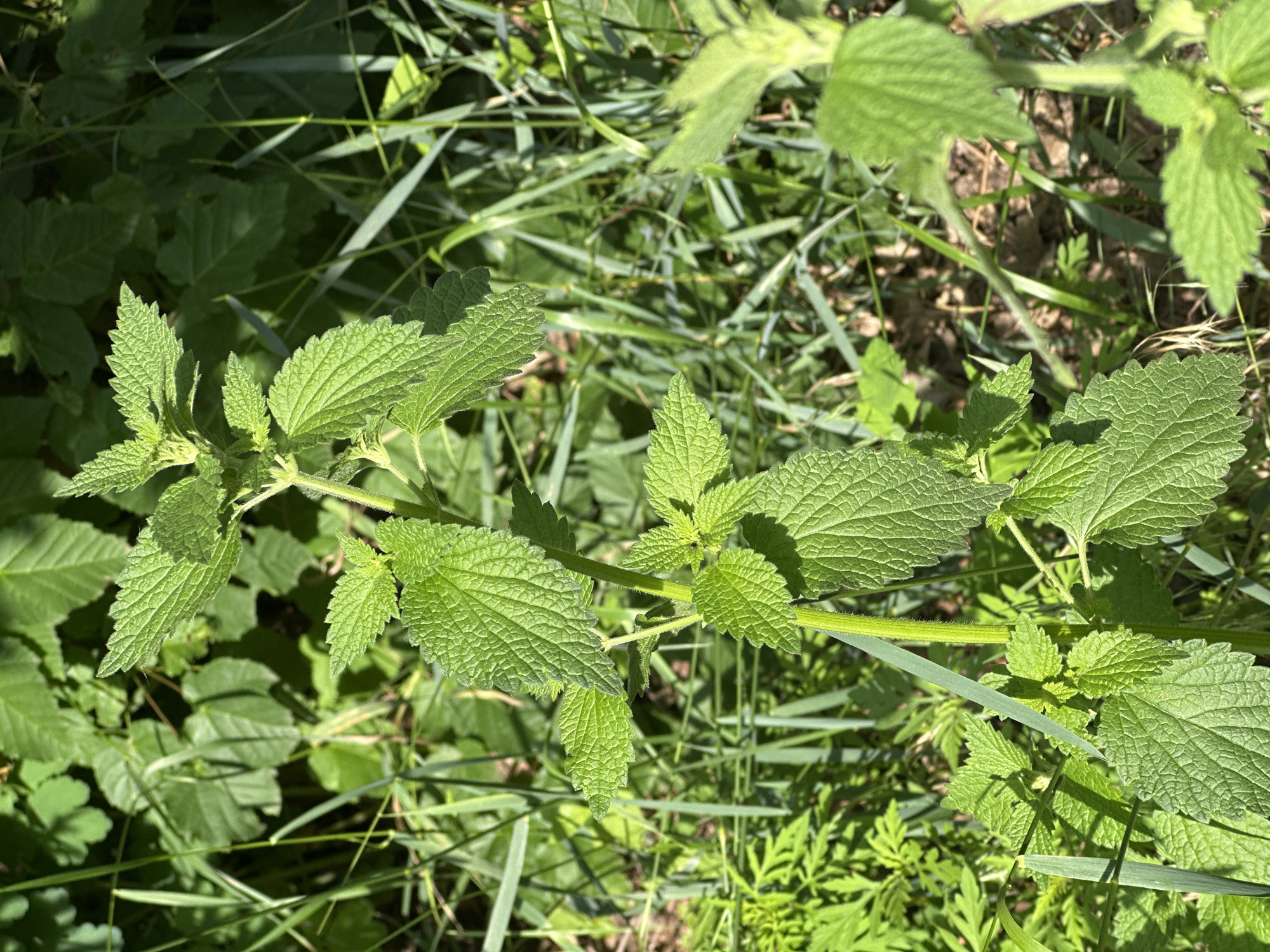 A close-up, eye-level shot features a tall green plant with serrated leaves and a fuzzy stem. The plant is the primary subject, positioned centrally and angled slightly to the right. In the background, other green foliage and blades of grass are visible, creating a natural, outdoor setting. The lighting suggests it is daytime, with sunlight illuminating the leaves and casting shadows. There are no people or animals present. The location is unspecified.