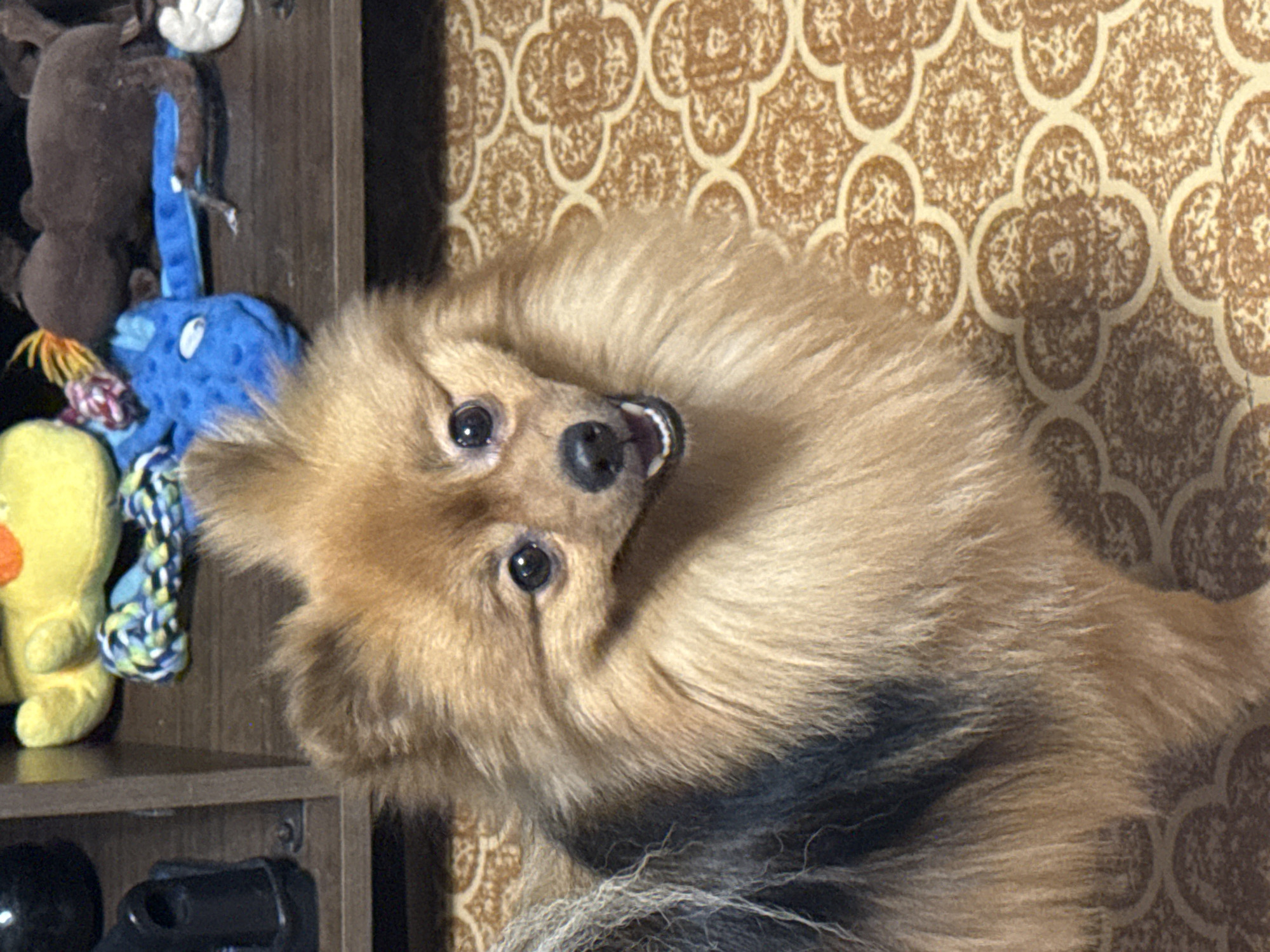 A Pomeranian dog with light brown and black fur is looking directly at the camera with its mouth open and tongue slightly visible. The dog is positioned in the foreground, filling most of the frame. The background shows a shelf with various stuffed toys and some dark objects. The floor beneath the dog has a patterned carpet. The image appears to be taken indoors, possibly in a residential setting. The location of Khimki, Russia is not depicted or implied in the image.