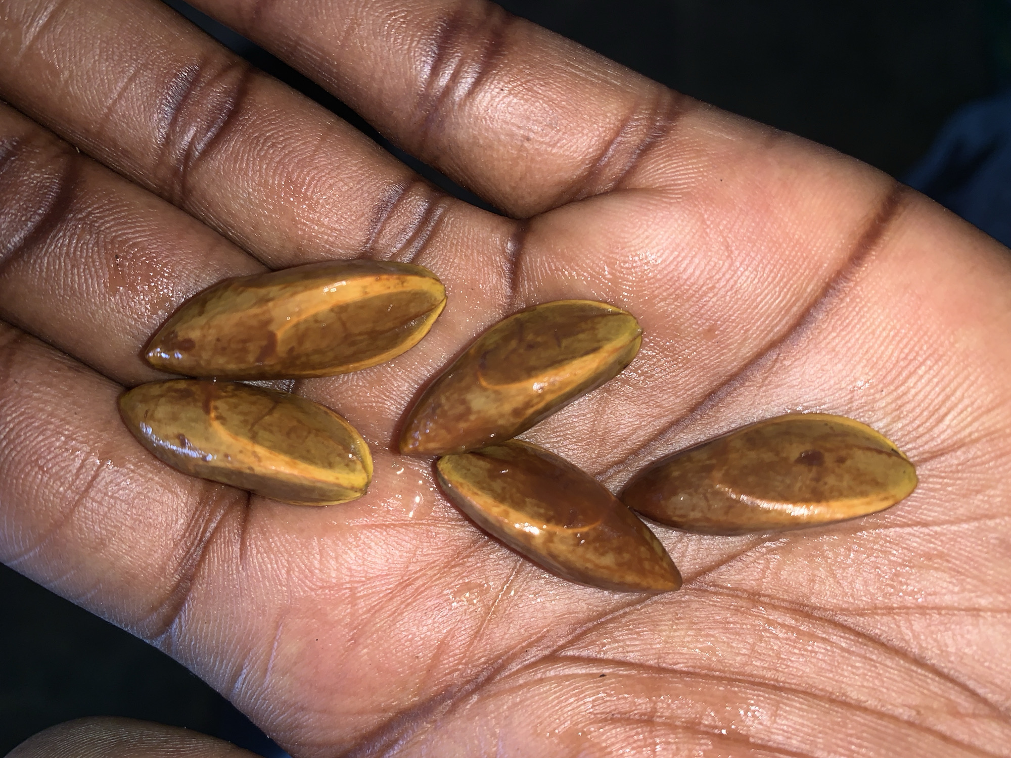 Set in New Stadium, Nigeria, the scene depicts a single human hand, palm upwards, holding five ovoid seeds. The hand is dark-skinned, exhibiting prominent dermatoglyphic patterns on the palm and fingers. Beads of moisture are visible on the skin's surface. The five seeds are glossy, elongated, and slightly flattened, displaying a spectrum of colors from olive green to dark brown, with prominent longitudinal orange-yellow stripes. They are arranged loosely across the palm and the proximal phalanges. The background is uniformly dark and out of focus, indicating a shallow depth of field and a dimly lit environment.