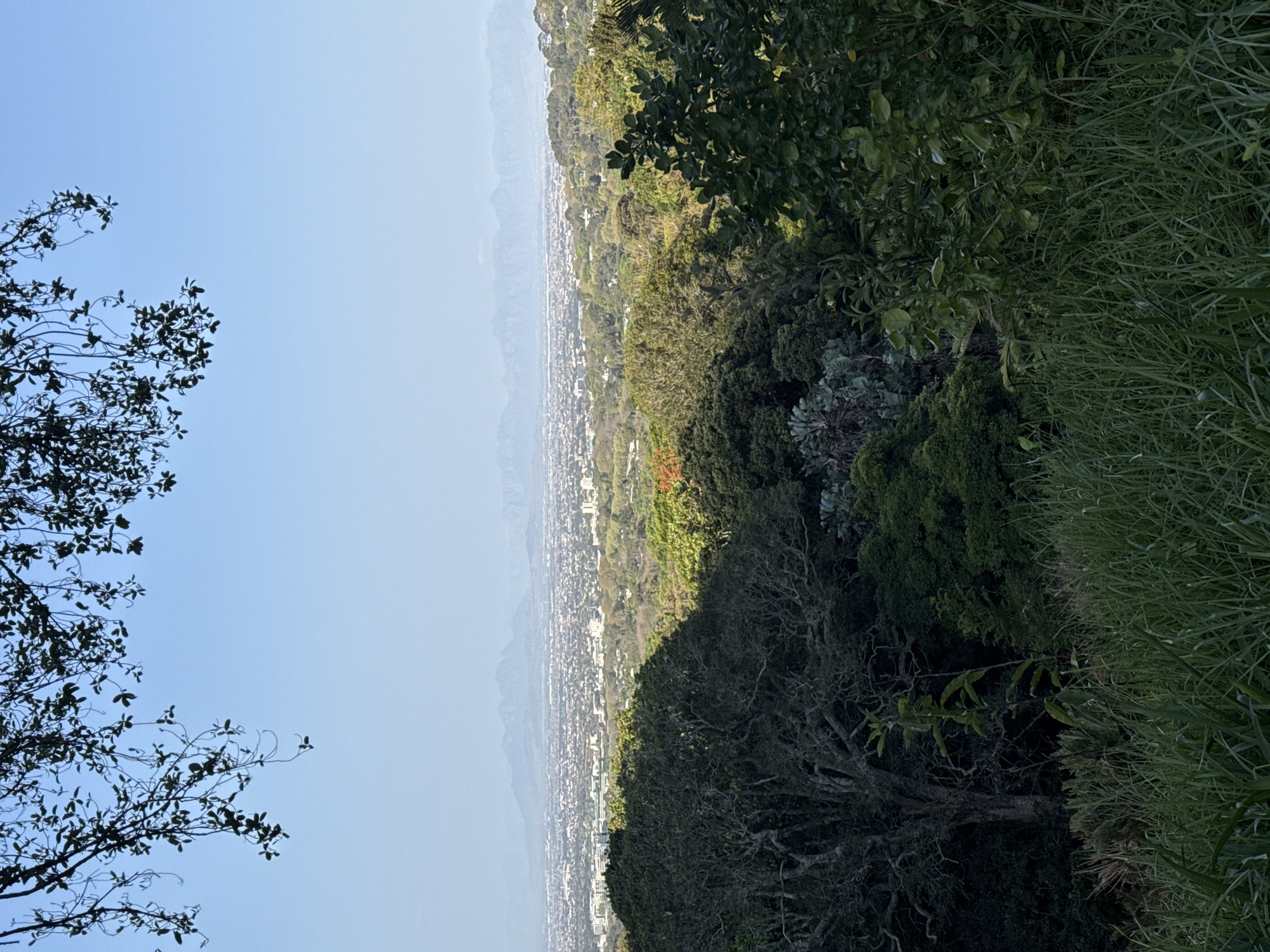 This is a vertical, eye-level, medium shot of a sprawling city with mountains in the background, seen from a forested vantage point in Cape Town, South Africa. The foreground consists of a patch of long, green grass and the branches and leaves of trees. The middle ground is dominated by a dense forest with large trees and lush vegetation. Beyond the forest, the city of Cape Town stretches out, with buildings of varying sizes and heights. In the distance, a range of mountains forms the backdrop, their peaks hazy and indistinct against the pale blue sky. The lighting suggests it is either early morning or late afternoon, with a soft, diffused light illuminating the scene. There are no people or animals visible in the image. The overall impression is one of natural beauty and urban sprawl coexisting.