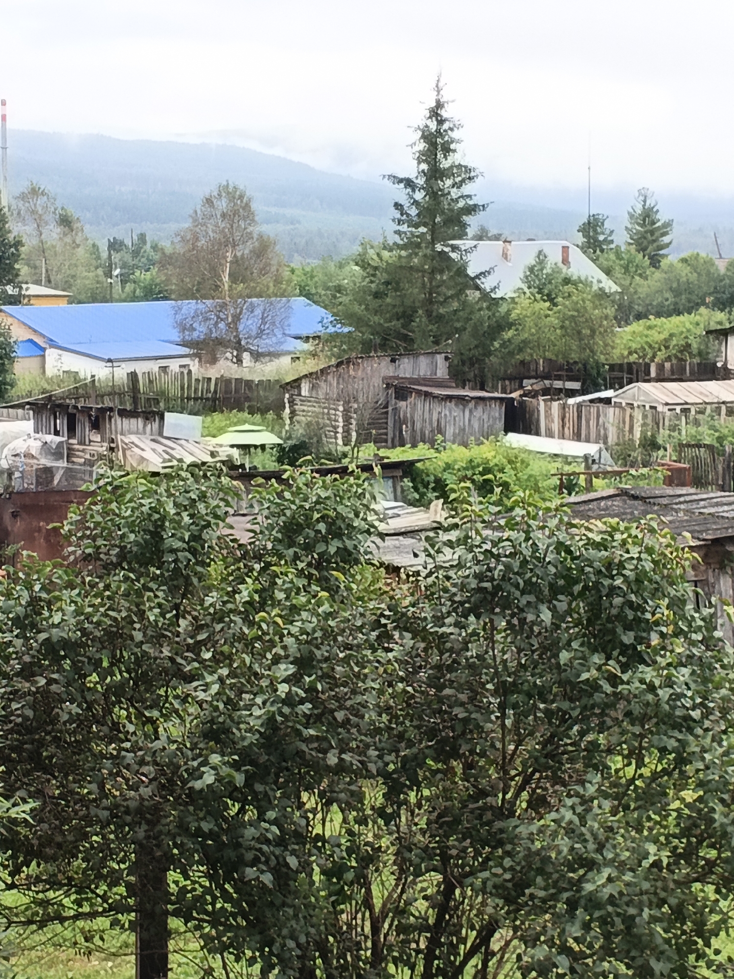 The image depicts a rural village scene in Medvedyovka, Russia. In the foreground, lush green trees and bushes obscure the lower part of the frame, suggesting a natural, overgrown environment. Beyond the foliage, a collection of rustic wooden structures, some appearing dilapidated, are visible. A prominent building with a bright blue roof stands out amidst the more muted tones of the other structures. In the background, a gentle slope covered in trees rises towards a hazy, mist-covered mountain range under an overcast sky. A tall, red-capped industrial chimney is visible to the far left. The overall impression is one of a quiet, somewhat weathered rural settlement nestled within a natural landscape.
