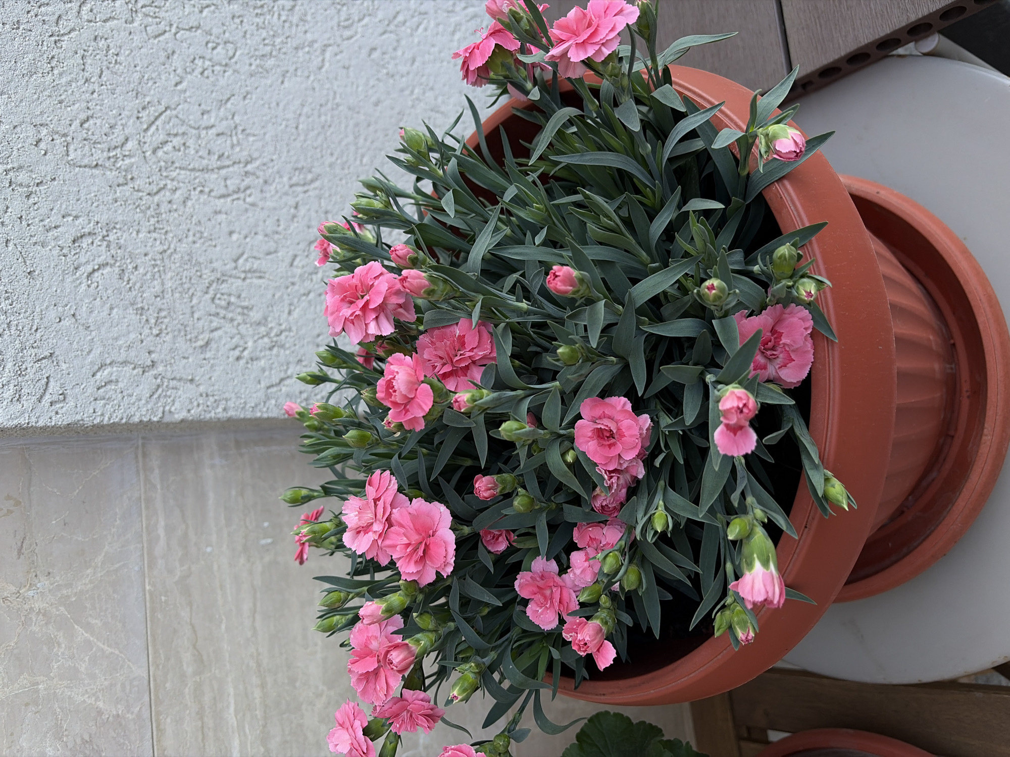 The image displays a vibrant potted plant overflowing with numerous pink flowers and green foliage. The plant, appearing to be Dianthus (carnations or pinks), is characterized by its small, ruffled, pink blooms and slender, grey-green leaves. Many unopened flower buds are also visible, indicating a healthy and thriving plant.
The plant is contained within a terracotta-colored plastic pot, which is angled as if placed on a balcony railing or shelf. In the background to the left, a textured light gray or white stucco wall is visible. Below this stucco wall, a section of light-colored tiled wall with a subtle, marble-like pattern can be seen. To the right of the main pot, parts of another terracotta-colored planter and a dark, possibly wooden or composite, surface are visible, along with some indistinct metallic or plastic structures in the upper right corner.
The scene is captured in natural daylight, suggesting a clear day. There are no people or specific activities taking place, presenting a static moment of natural beauty. No text is visible in the image. The overall impression is one of a peaceful outdoor setting, likely a balcony or patio, consistent with the provided location context of Budva, Montenegro.