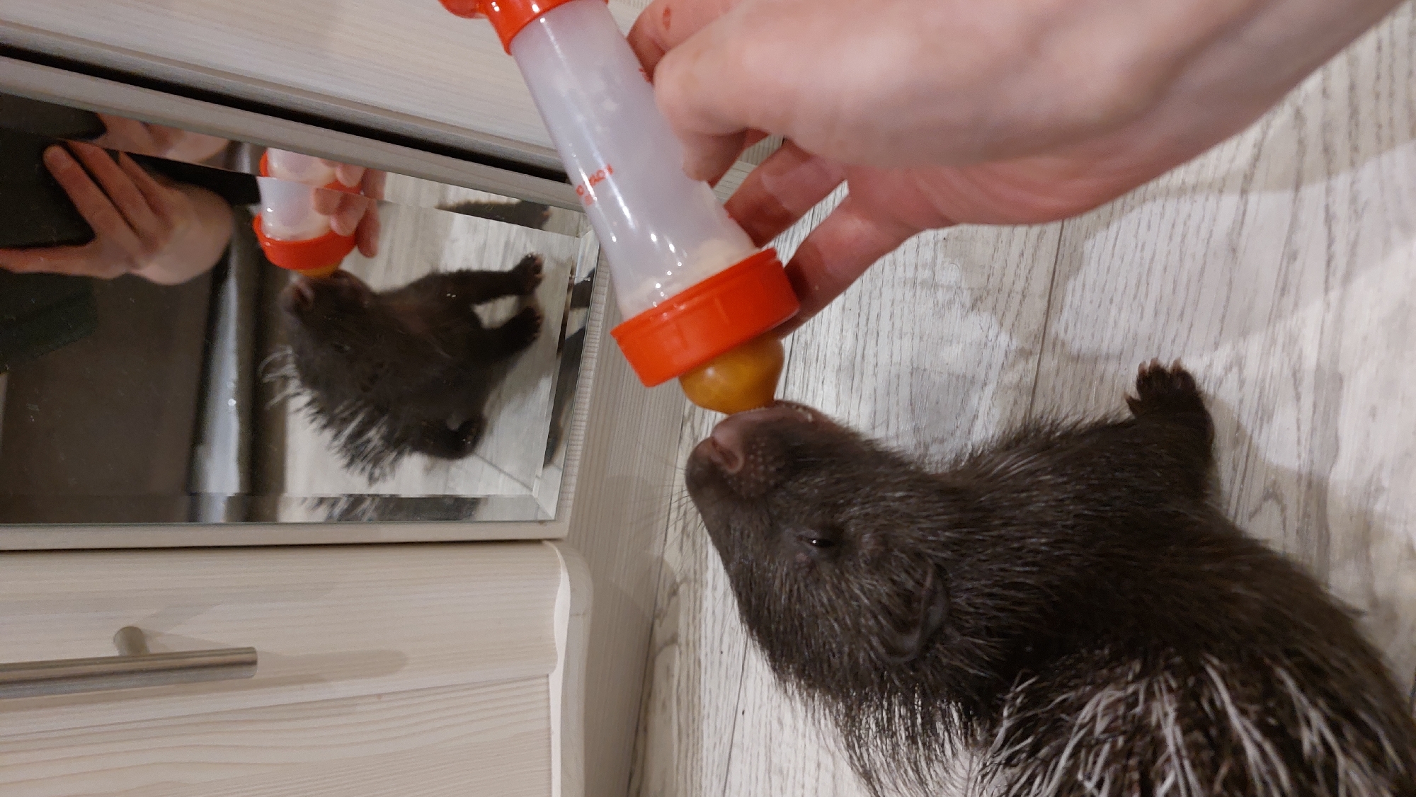 A person is bottle-feeding a young porcupine, which is lying on a light-colored wooden floor. The porcupine's dark fur is visible, with some lighter quills starting to emerge. The person's hand holds a clear plastic bottle with an orange nipple, tilted downwards to allow the porcupine to drink. A reflection of the scene, including the person's hands and the porcupine, is visible in a mirrored surface to the left, which appears to be part of a dresser or cabinet. The dresser has a light wooden finish and a silver drawer pull. The lighting suggests an indoor environment, possibly during the daytime. There is no visible text in the image.