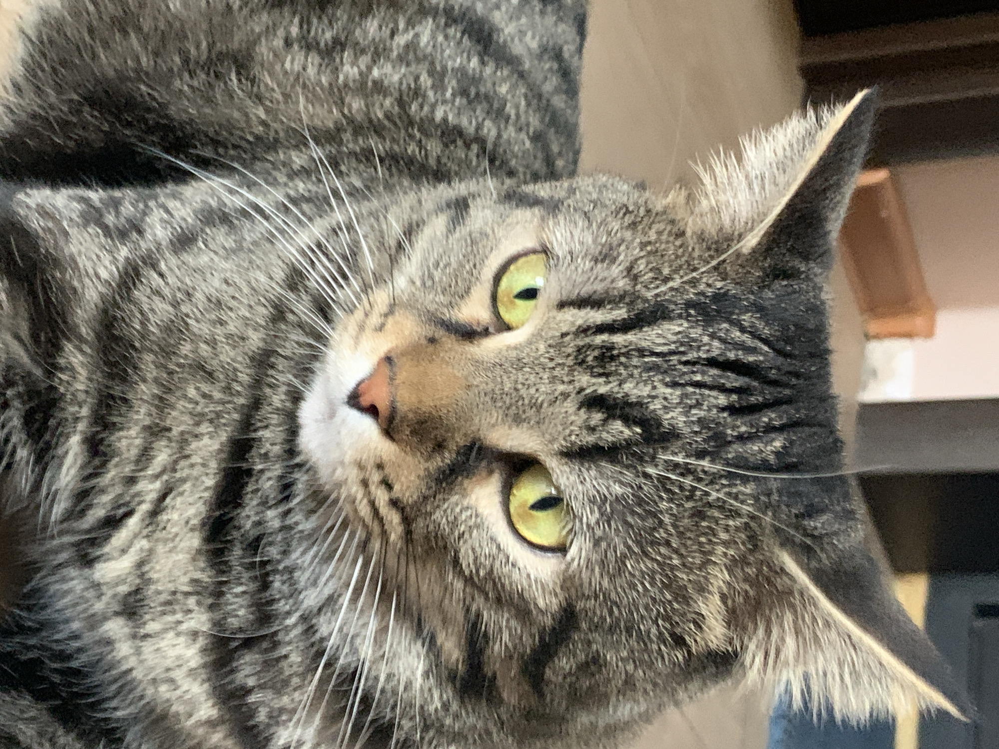 A close-up, eye-level shot shows the head and upper body of a gray and black tabby cat. The cat's fur is detailed with stripes and spots. Its green eyes are wide open and looking slightly to the left. The cat's nose is pink, and its whiskers are long and white. The background is blurred and shows what appears to be an indoor setting with wooden flooring and some indistinct objects.