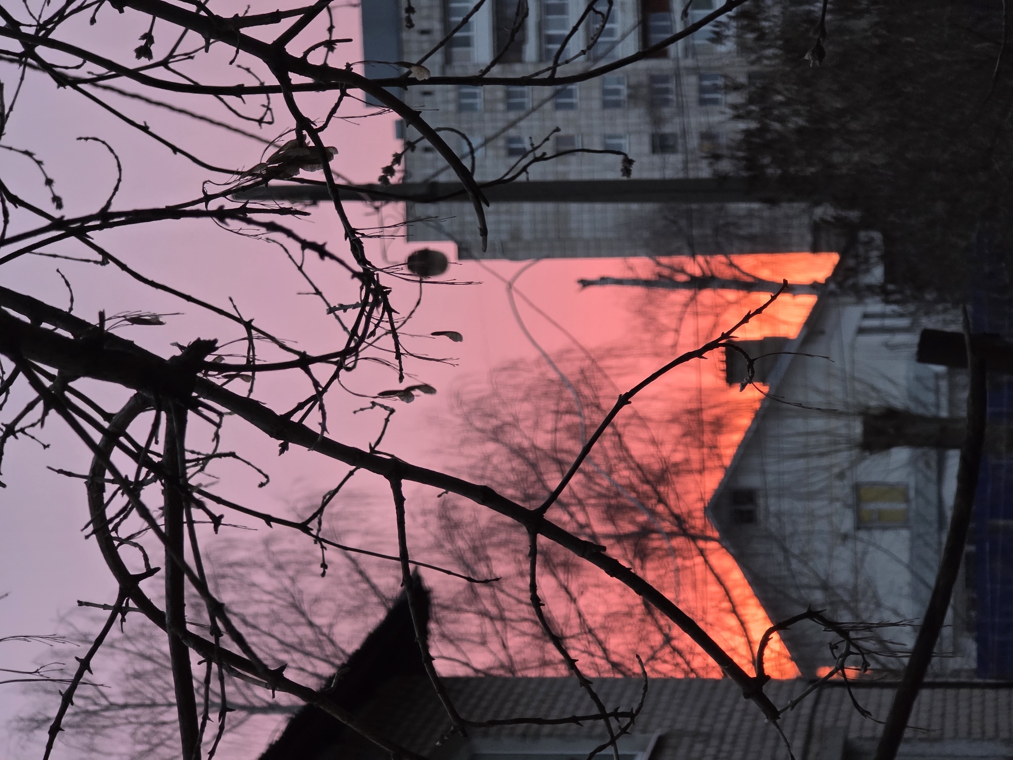A vertically oriented photograph, taken in Chaikovsky, Russia, captures a silhouetted tree against a sky transitioning from pink to orange. Branches in the foreground obscure portions of the scene. In the midground, building structures, some reflecting the orange hue, are partially visible. A multi-story building with numerous windows is present in the upper portion of the image.