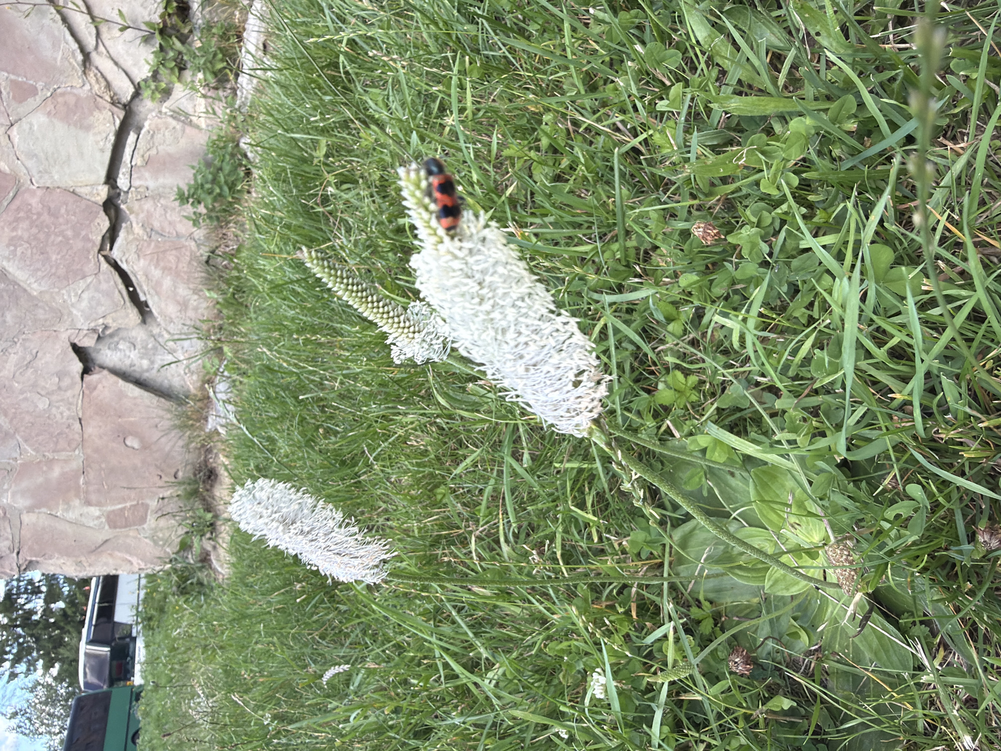 An outdoor, eye-level shot features the foreground of a grassy area with two prominent white flower stalks. The stalk on the left is mostly in focus, while the stalk on the right is slightly blurred, with a small beetle with red and black markings perched on its top. In the middle ground, a low stone wall made of irregularly shaped, pale pink and tan stones forms the backdrop, with some green foliage growing near its base. In the background, parts of two buses are visible, one green and one white, suggesting a roadside or parking area. The overall lighting is overcast.