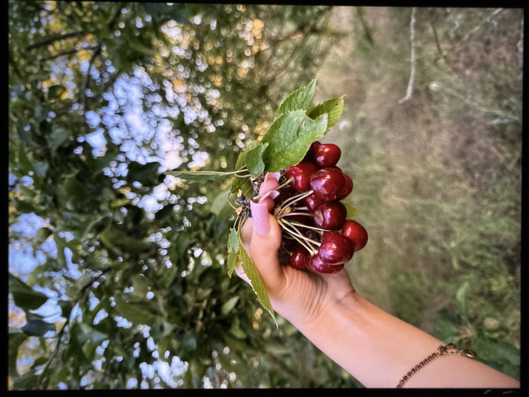 A hand with neatly manicured, light pink nails holds a cluster of ripe red cherries. The cherries are glossy and appear to be fresh, with short green stems. Some green leaves are attached to the stems, adding to the natural appearance of the fruit. The hand is part of a person's arm, which is visible extending from the bottom right of the frame, adorned with a delicate, thin bracelet.
The background is a soft-focus blur of lush green foliage and dappled sunlight. The bokeh effect creates a dreamlike quality, suggesting the photo was taken outdoors in natural light, possibly during the daytime. The interplay of light and shadow on the leaves indicates a bright, possibly sunny day. The overall impression is one of abundance and the simple beauty of nature. The setting appears to be an orchard or a garden. There are no visible signs of text in the image.