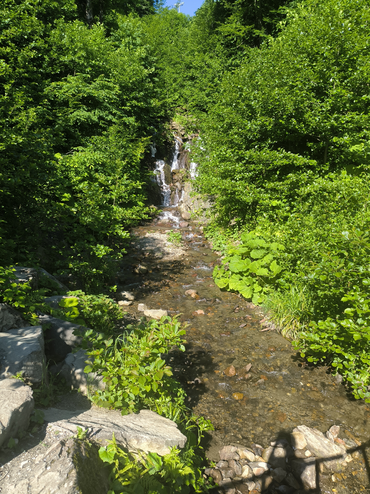 A narrow waterfall cascades down a rocky, moss-covered incline into a shallow, clear stream that flows through a lush green forest. The stream bed is composed of smooth, multicolored stones and pebbles. The surrounding vegetation is dense, with vibrant green leaves of various sizes, including large, broad leaves of what appear to be hostas or similar plants, and smaller, more delicate foliage. Sunlight filters through the canopy, creating dappled shadows on the water and forest floor. Large, rough-hewn grey stones are visible in the foreground, some partially covered in moss. The scene evokes a natural, serene environment. This appears to be a natural setting within or near the city of Estosadok, Russia, likely a park or a protected natural area.