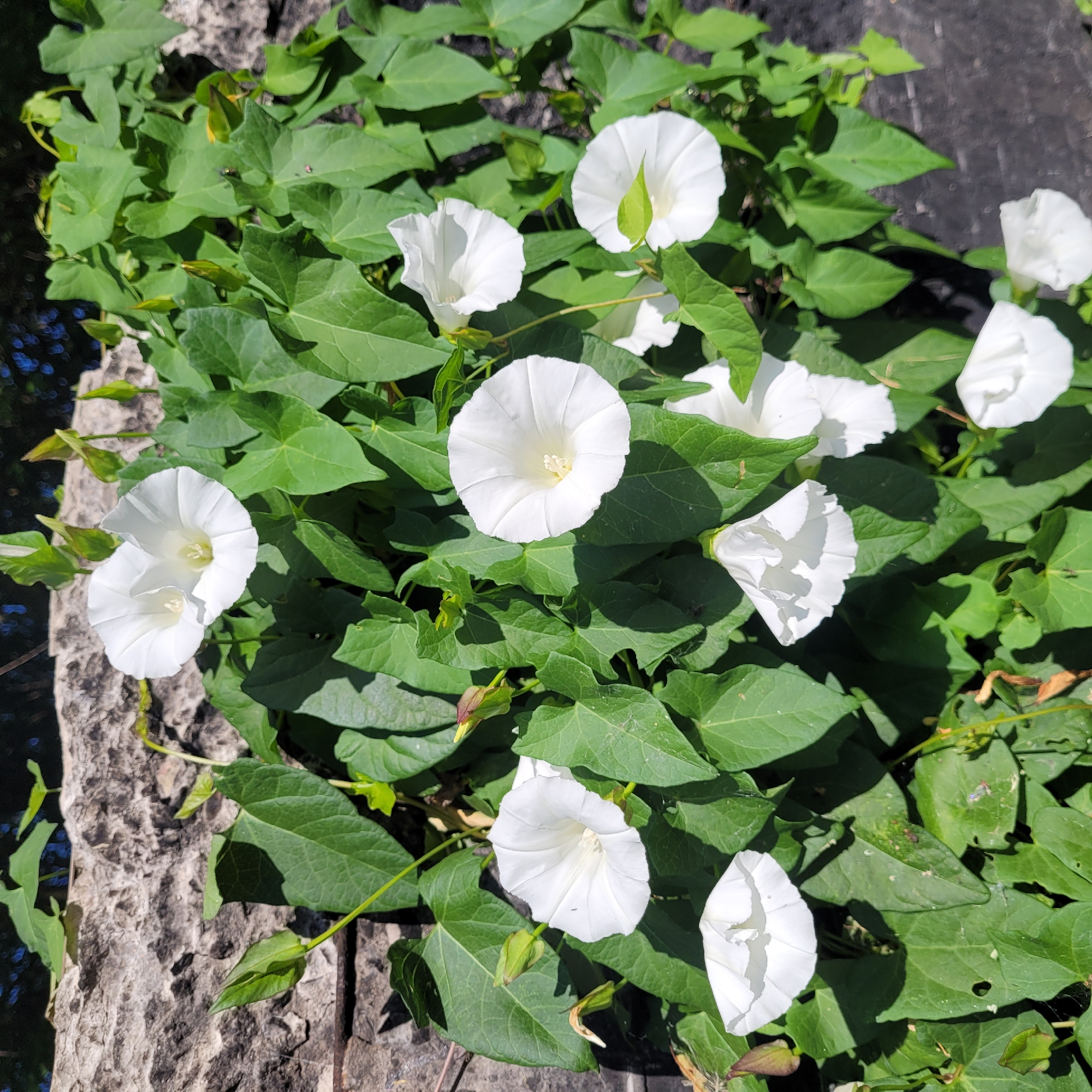 A close-up, eye-level shot captures a cluster of white bindweed flowers blooming against a rough, grey stone wall and lush green foliage. The flowers, in various stages of opening, display delicate, trumpet-shaped petals with faint lines radiating from their centers. Some petals are fully unfurled, revealing a pale yellow stamen, while others remain partially closed or are beginning to droop. The leaves are heart-shaped and a vibrant green, with some leaves showing slight imperfections or damage. The stone wall, textured and irregular, forms the backdrop, with a hint of dark blue sky and blurry green foliage visible at the top of the frame. The lighting suggests a bright, sunny day, casting distinct shadows on the leaves and flowers. The image appears to be taken outdoors in a natural setting, possibly a garden or a wild area.